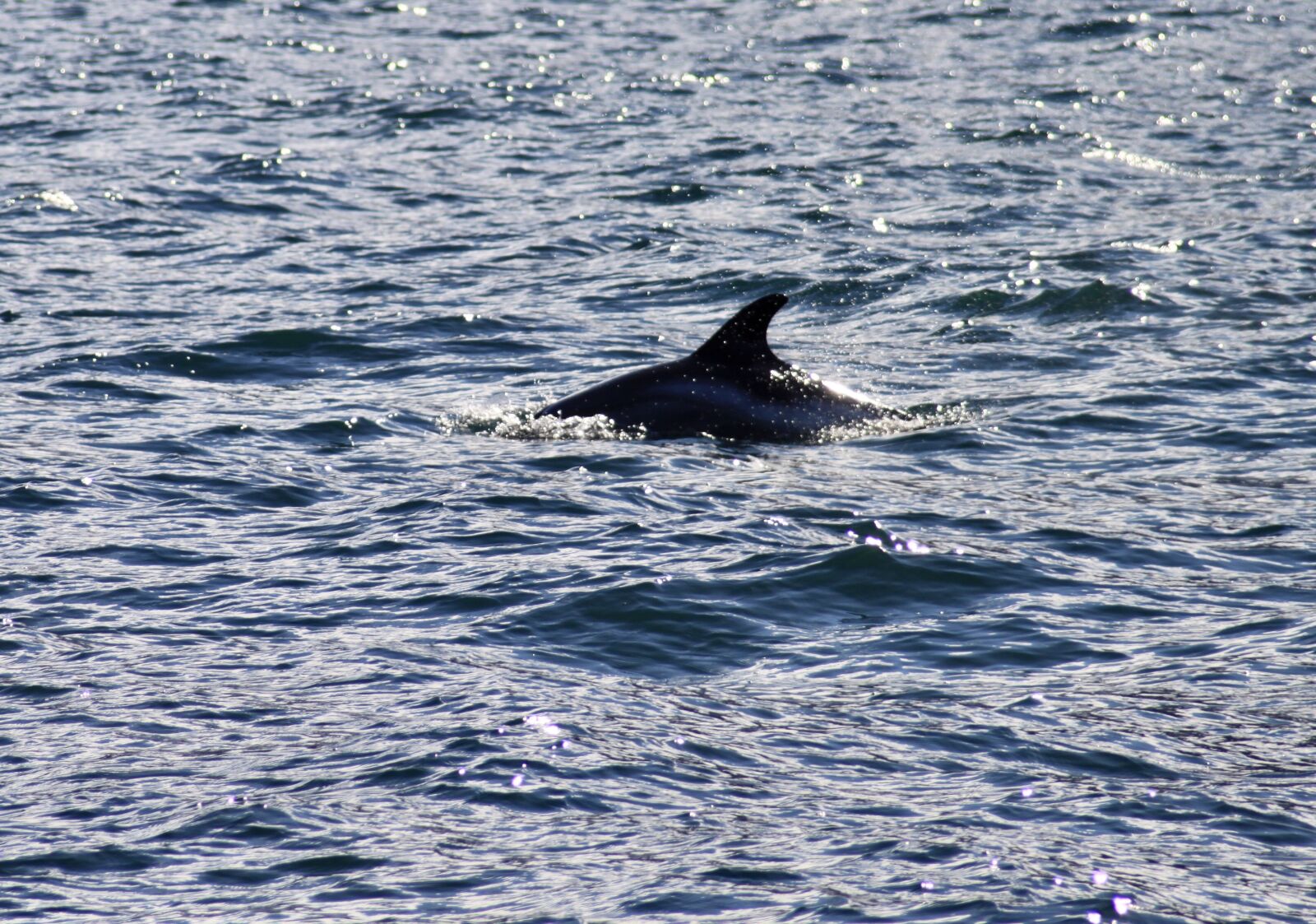 Canon EOS 500D (EOS Rebel T1i / EOS Kiss X3) sample photo. Dolphin, iceland, sea photography