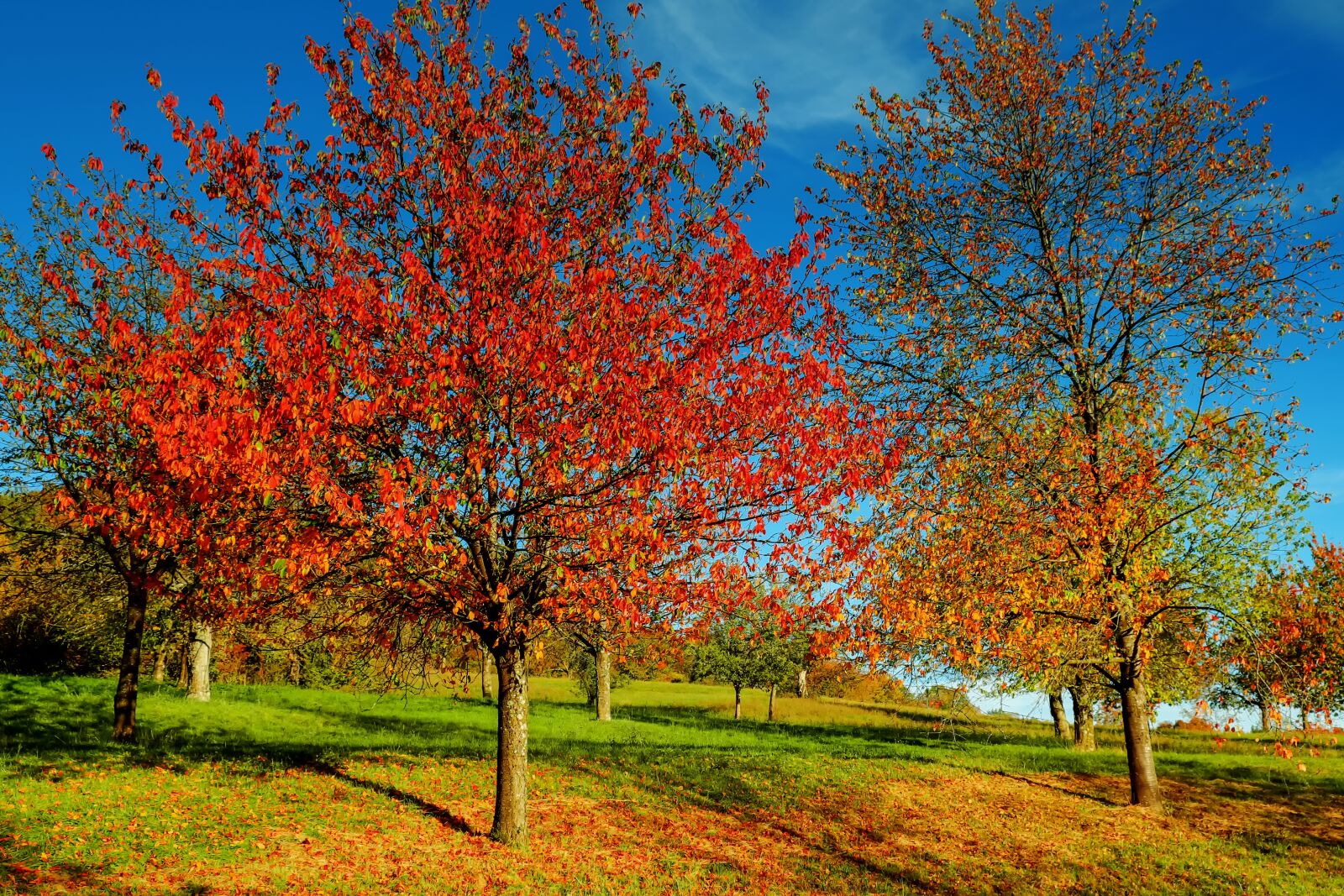 Fujifilm X-T10 sample photo. Autumn, trees, nature photography