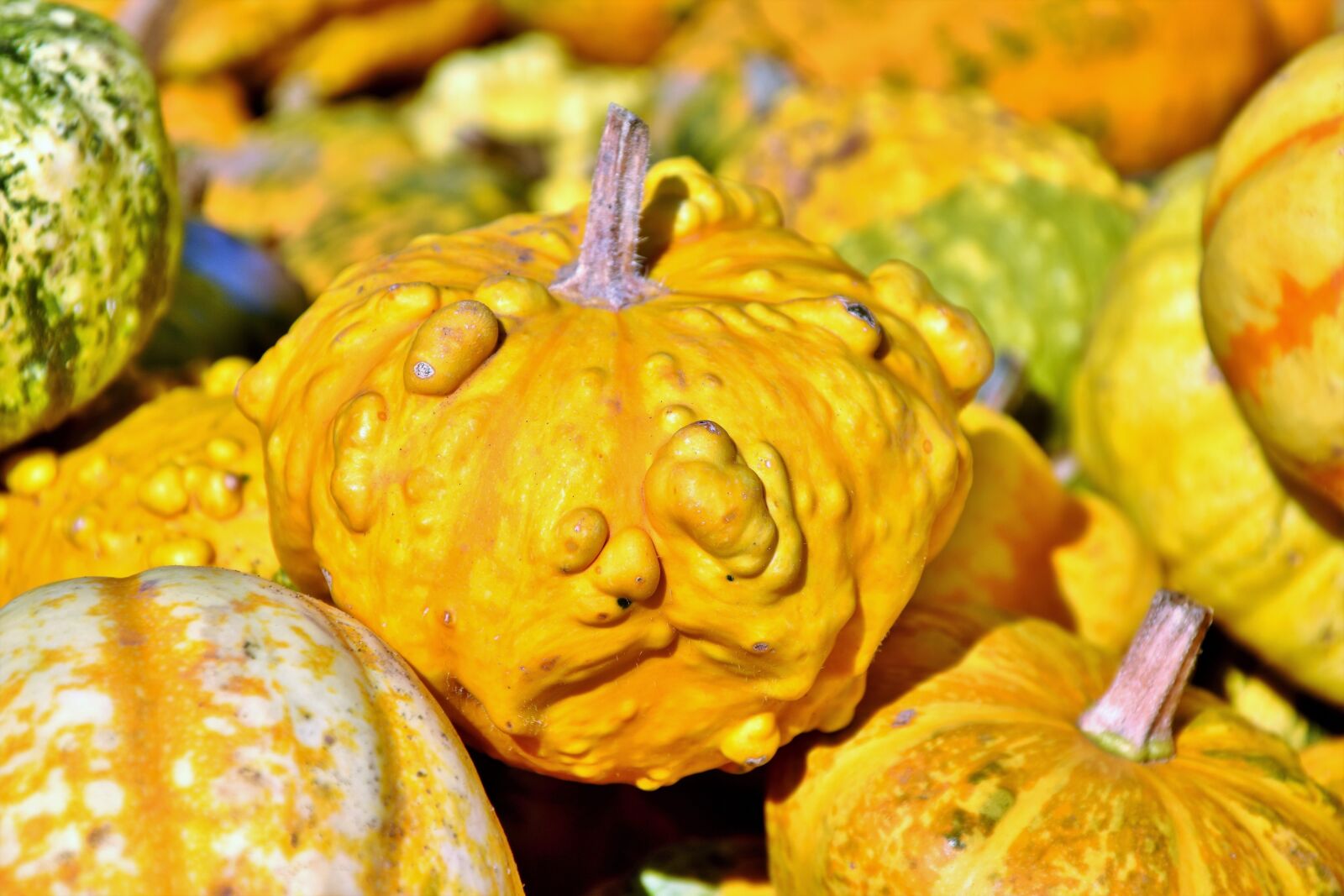 Nikon D7200 sample photo. Pumpkin, fruit, autumn photography