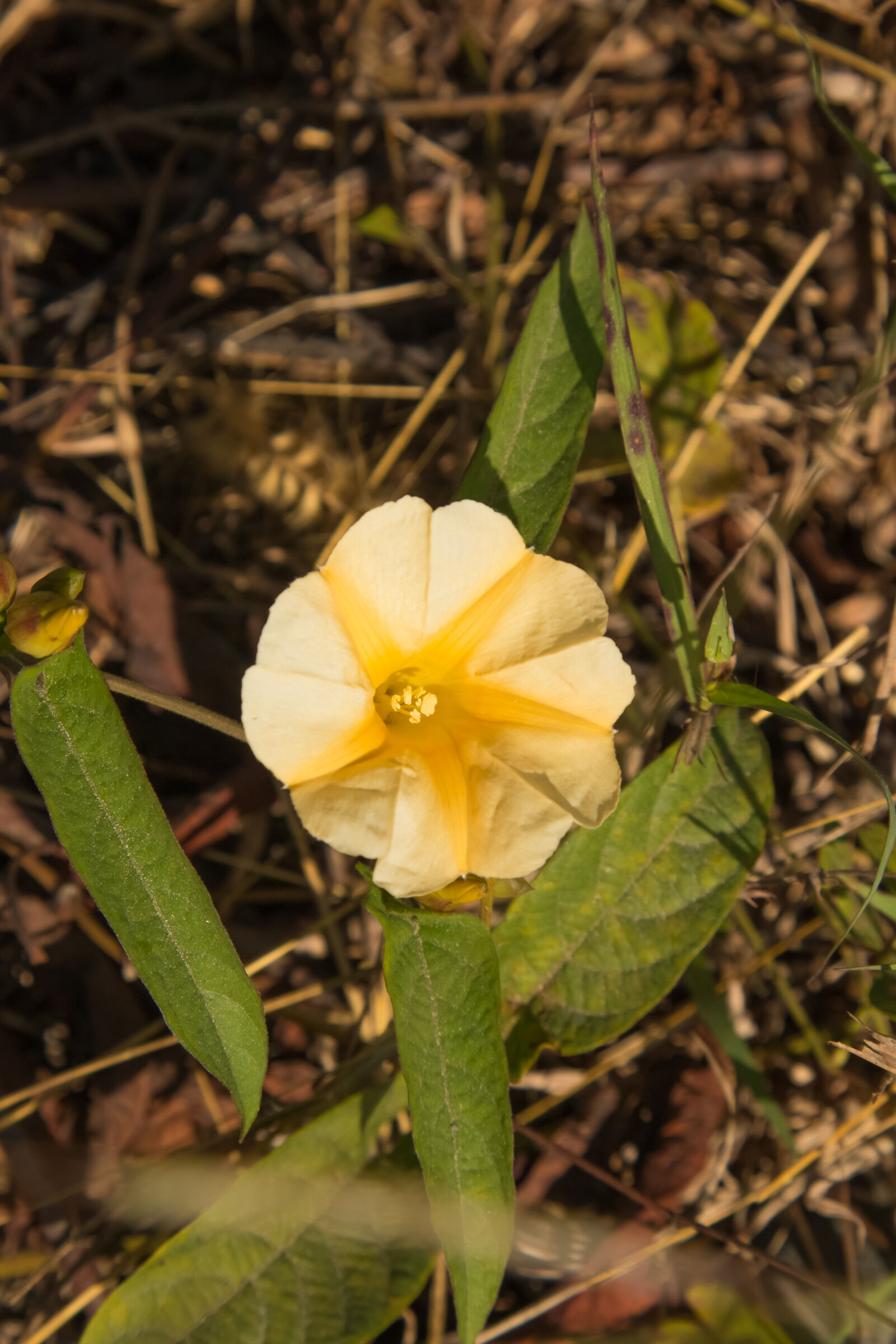 Canon EF 24-105mm F4L IS USM sample photo. Flower, nature, wayside photography
