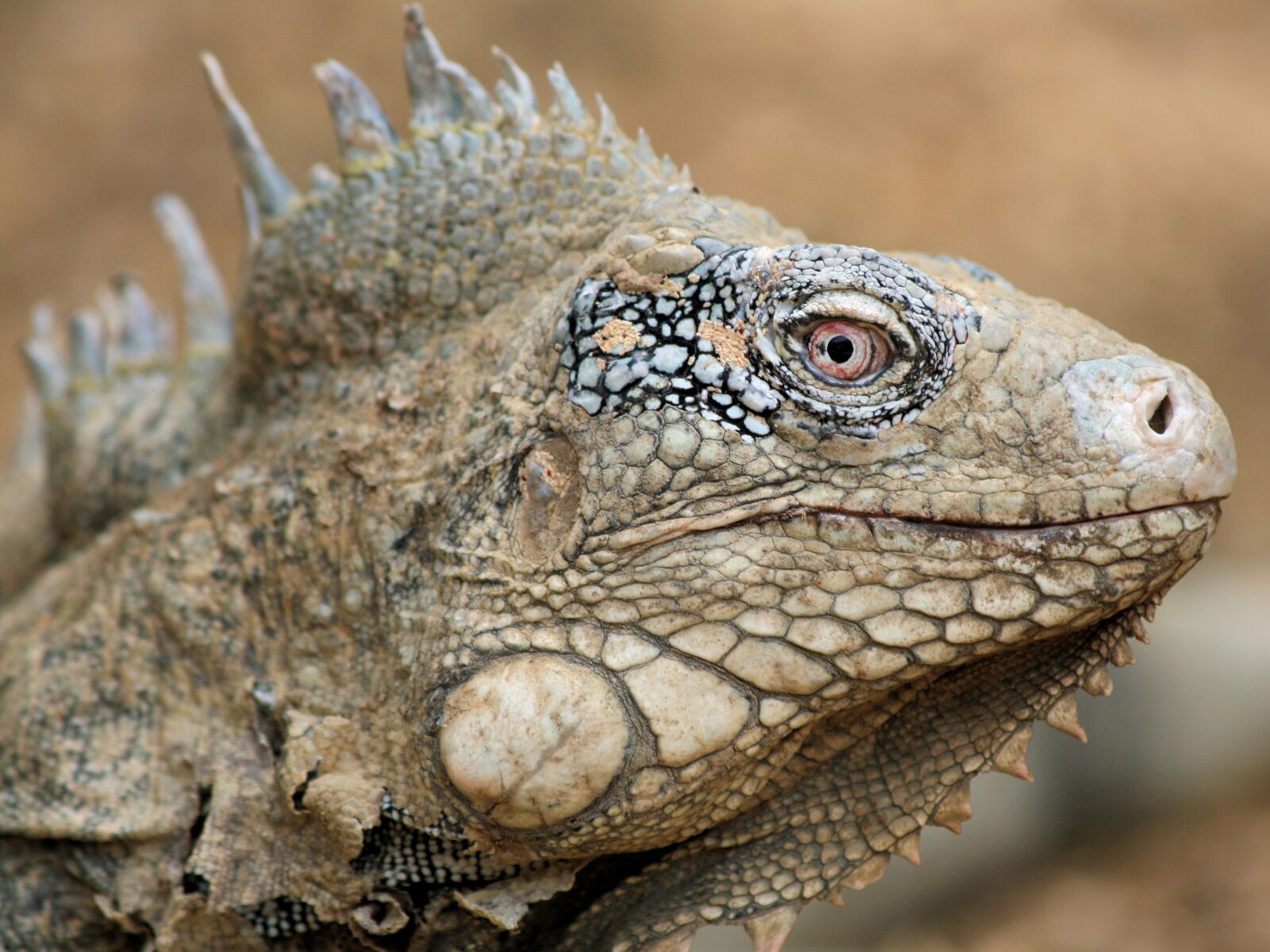 Canon EOS 400D (EOS Digital Rebel XTi / EOS Kiss Digital X) sample photo. Iguana, reptile, bonaire photography