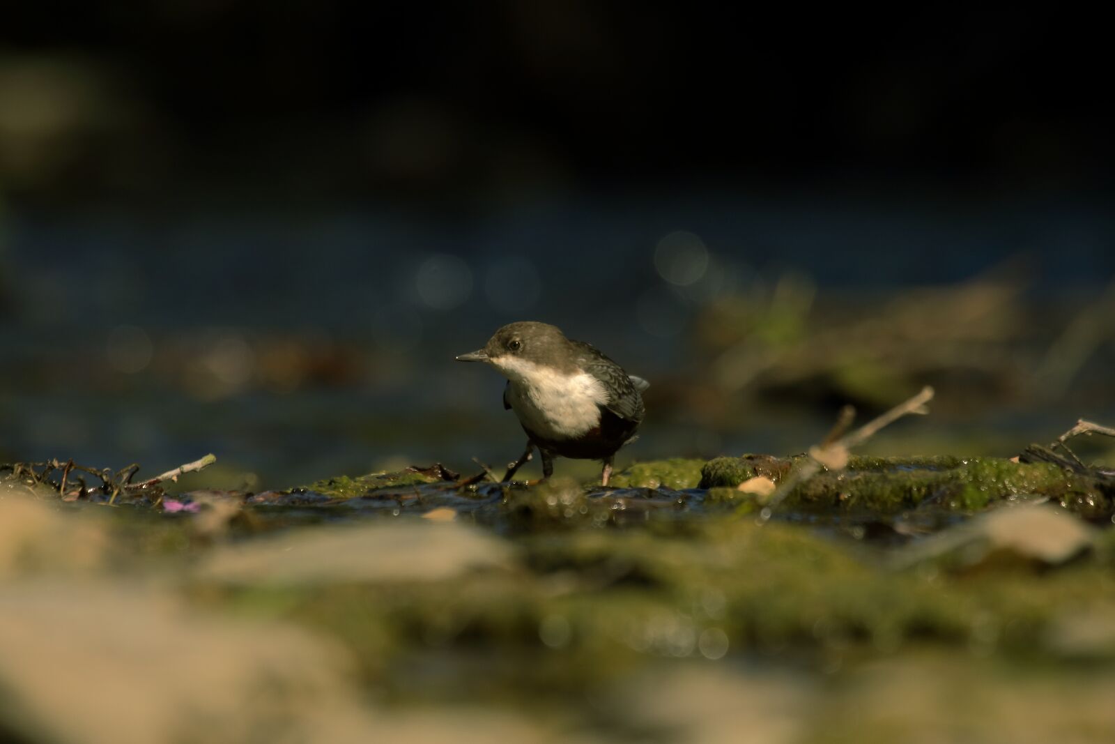 Nikon D3200 sample photo. Natura, bird, autumn photography
