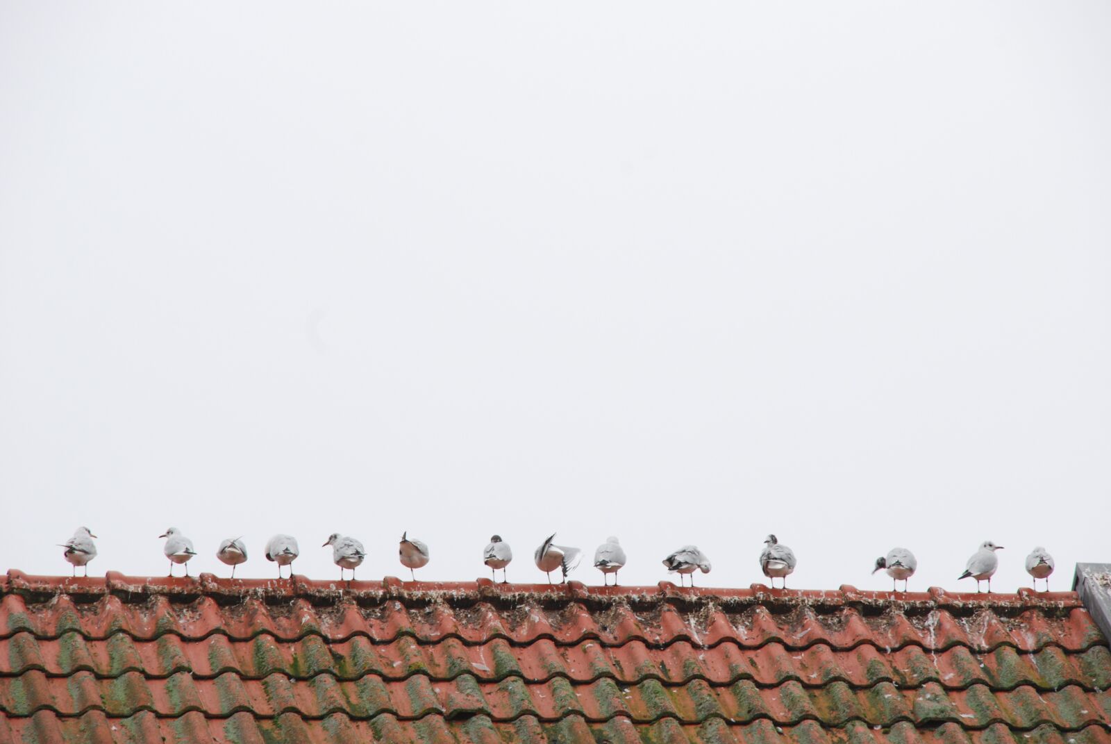 Nikon D80 sample photo. Roof, bird, seagull photography
