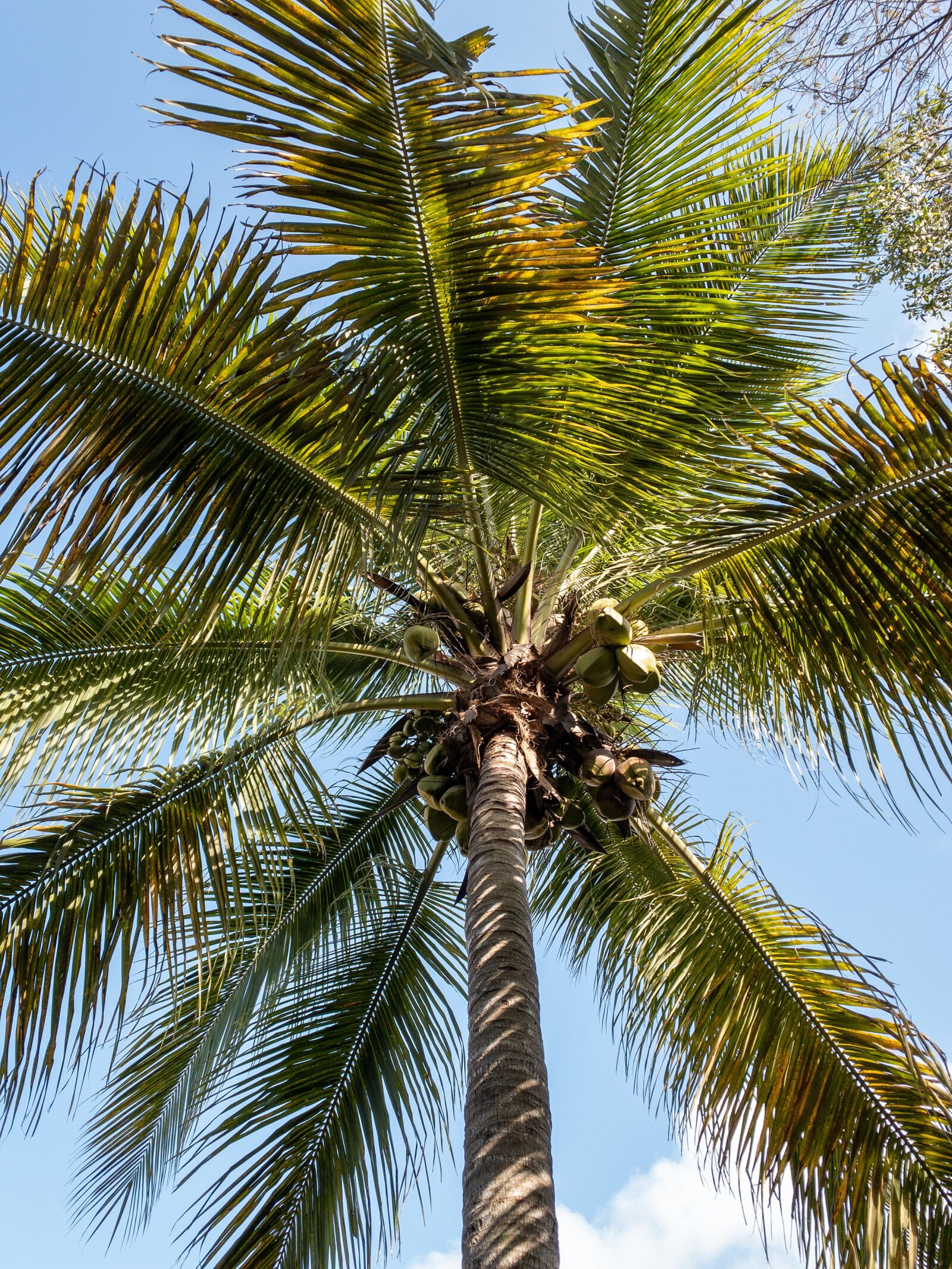 iPhone XS back camera 4.25mm f/1.8 sample photo. Palm tree, palm, coconut photography