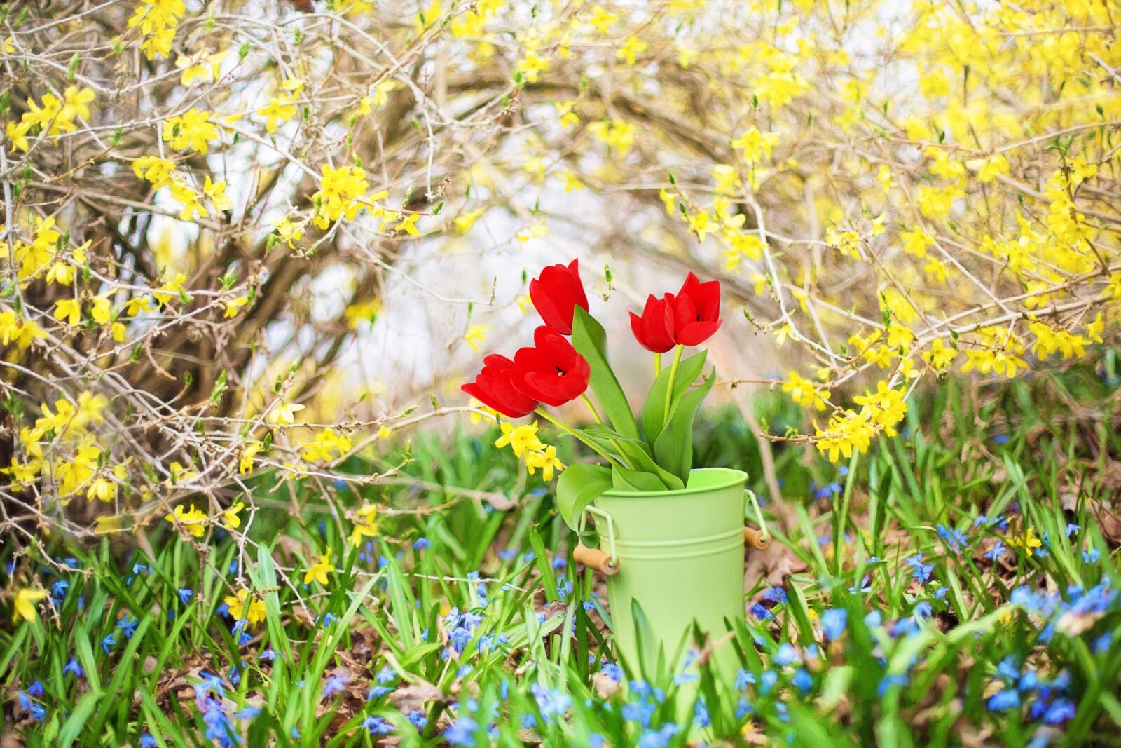 Canon EF 50mm F1.4 USM sample photo. Spring flowers, forsythia, yellow photography