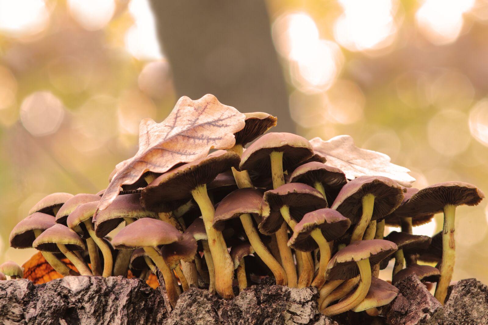 Canon EF 75-300mm f/4-5.6 USM sample photo. Mushrooms, grebes, autumn photography