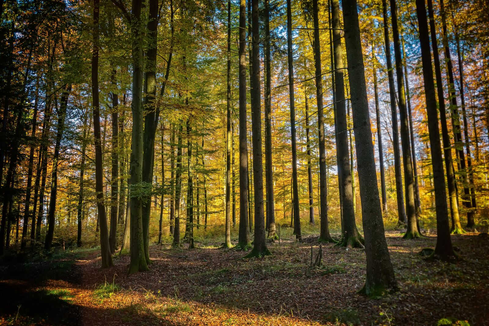 Nikon D3300 sample photo. Trees, forest, nature photography