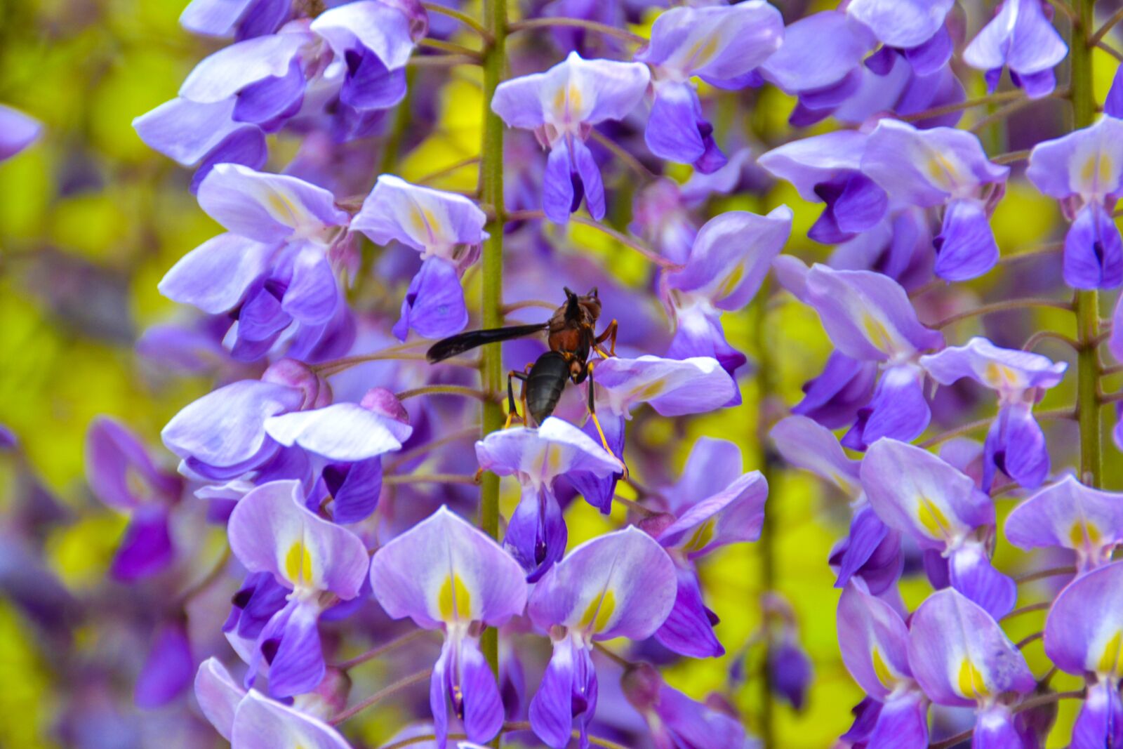 Nikon D3100 sample photo. Flower, nature, season photography