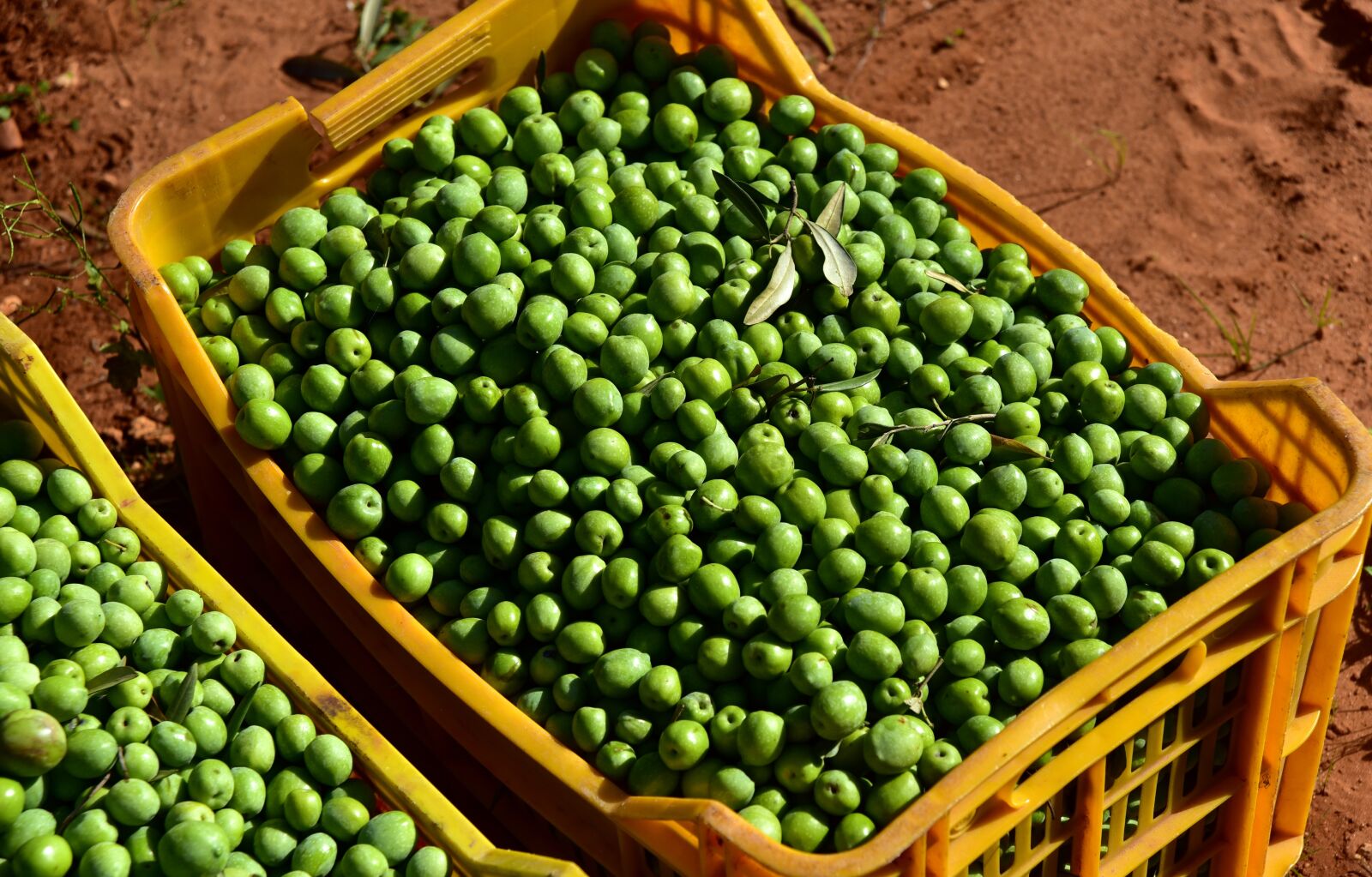 Nikon D750 sample photo. Olives, green, green olives photography