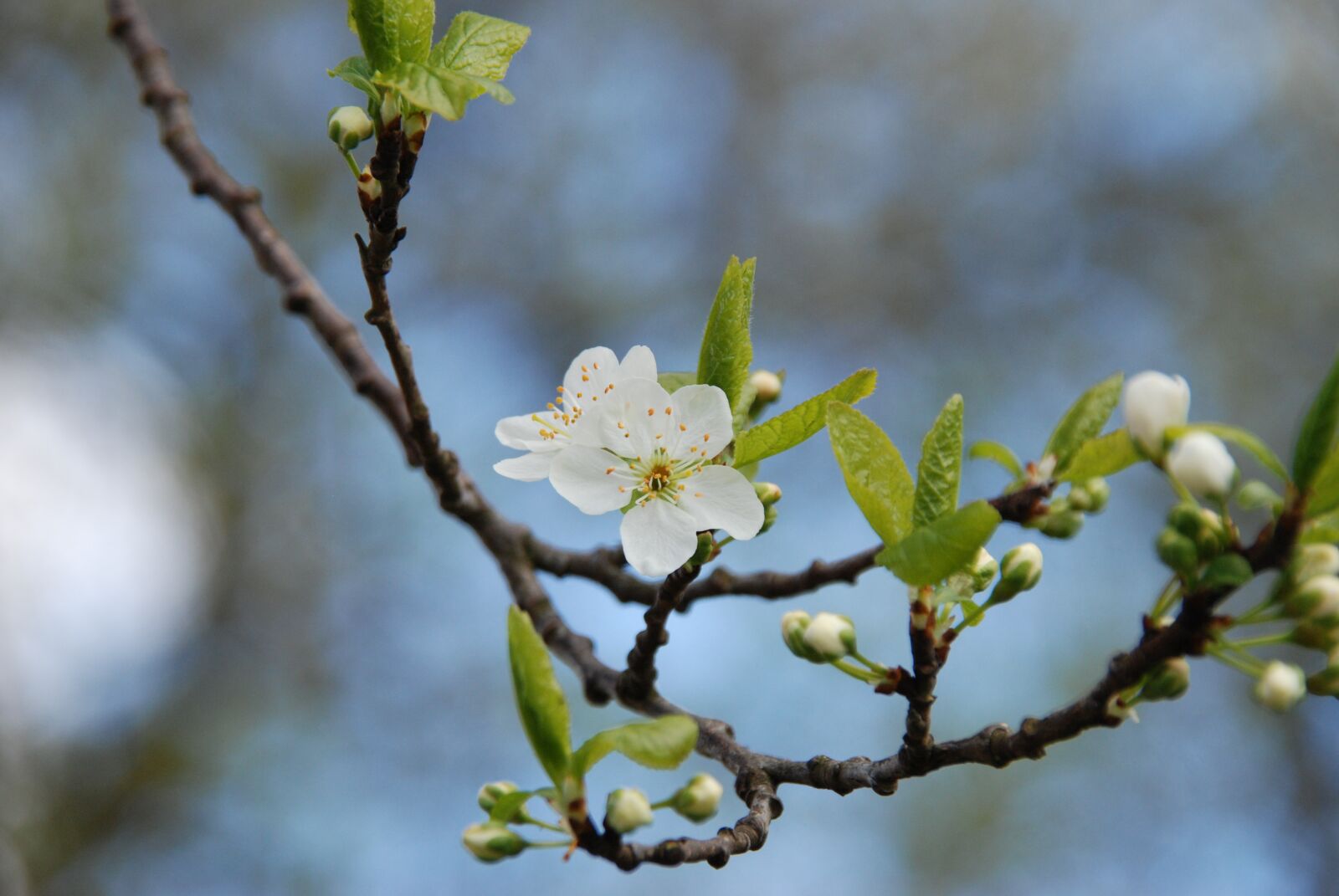 Nikon D80 sample photo. Nature, branch, spring photography