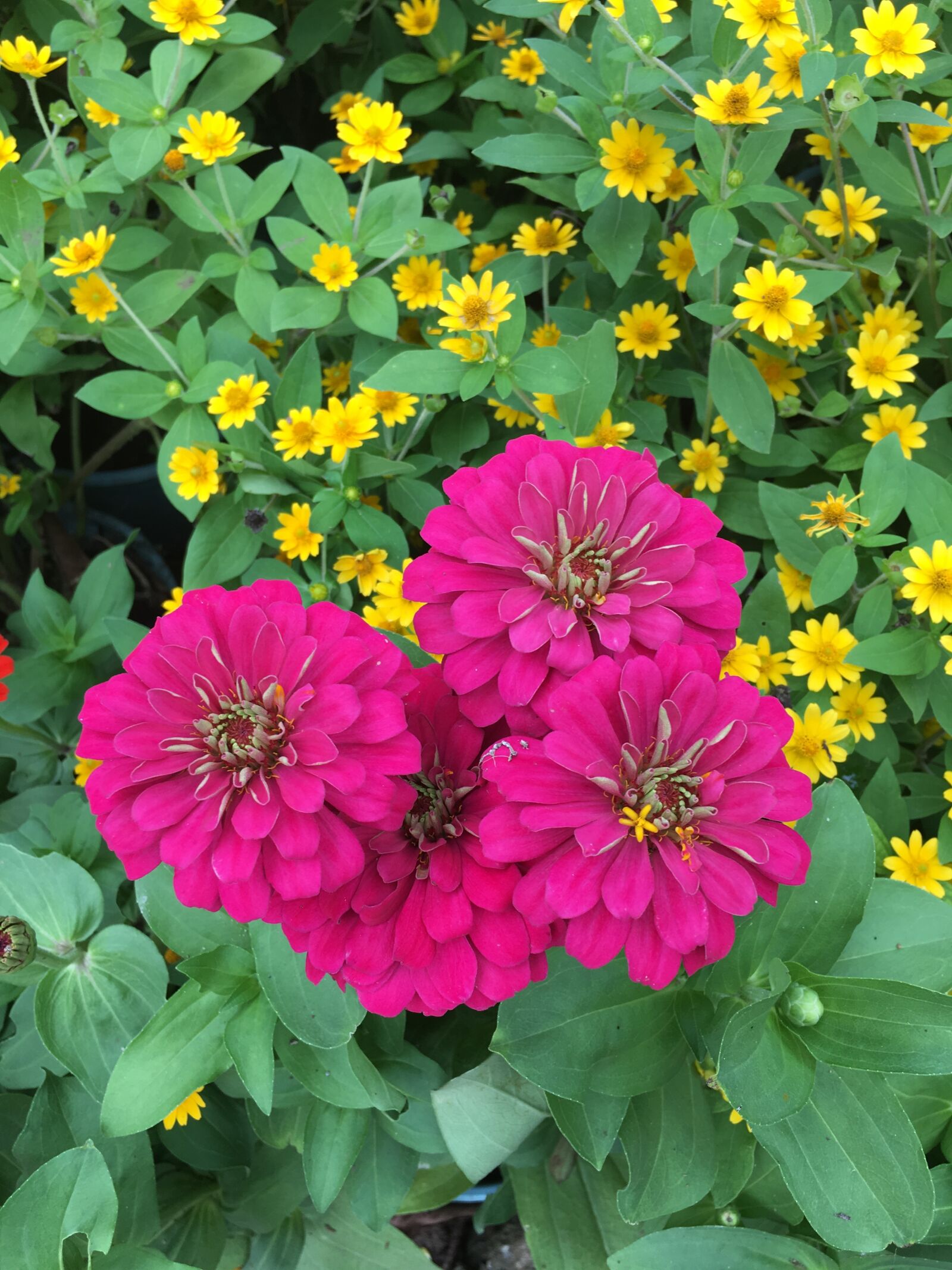 Apple iPhone 6s Plus sample photo. Zinnia, pink, garden photography