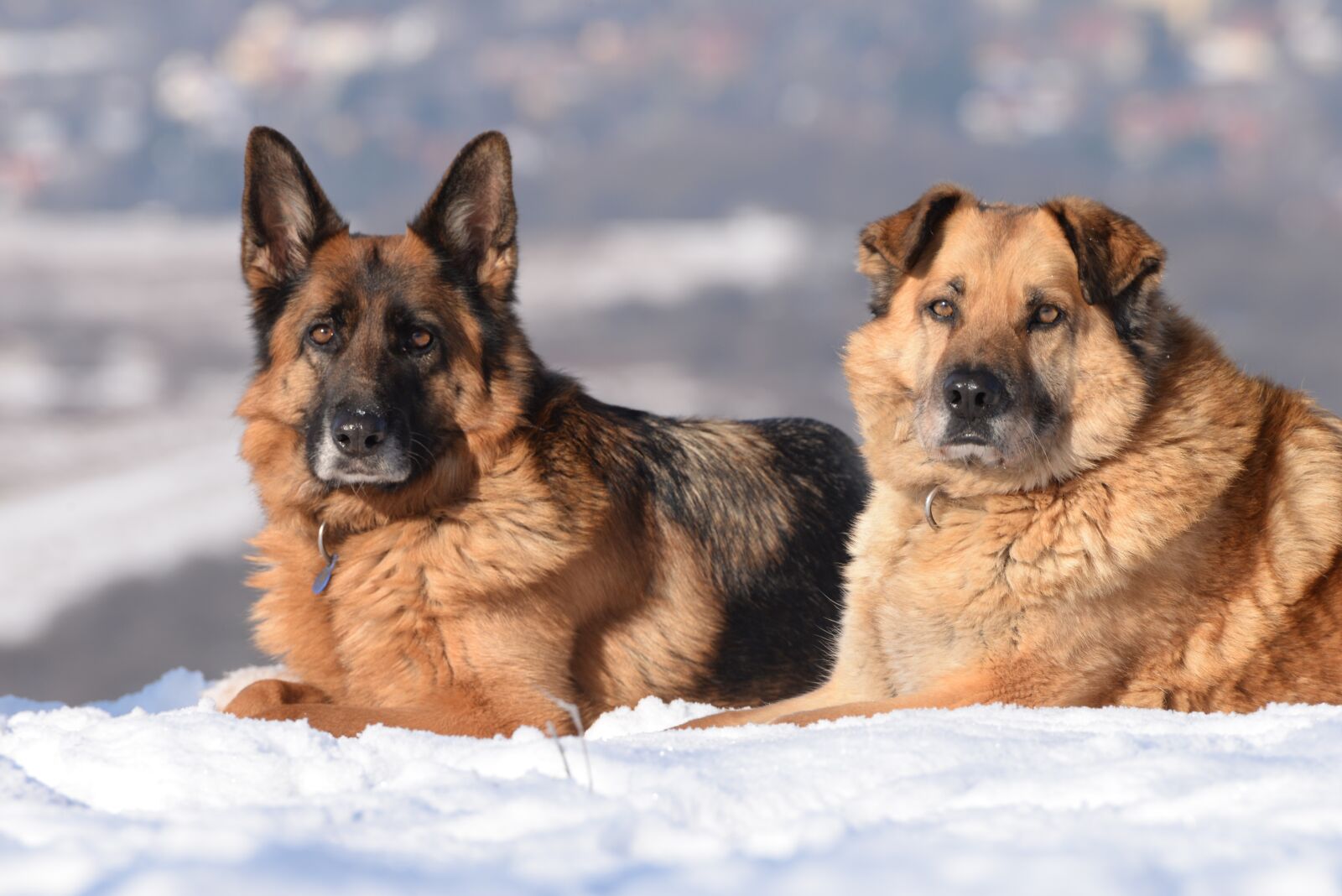 Nikon D610 sample photo. Dog, winter, snow photography