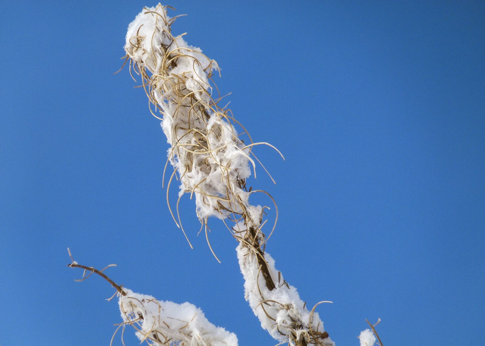 Panasonic Lumix DMC-FZ100 sample photo. Withered, fire weed, plant photography