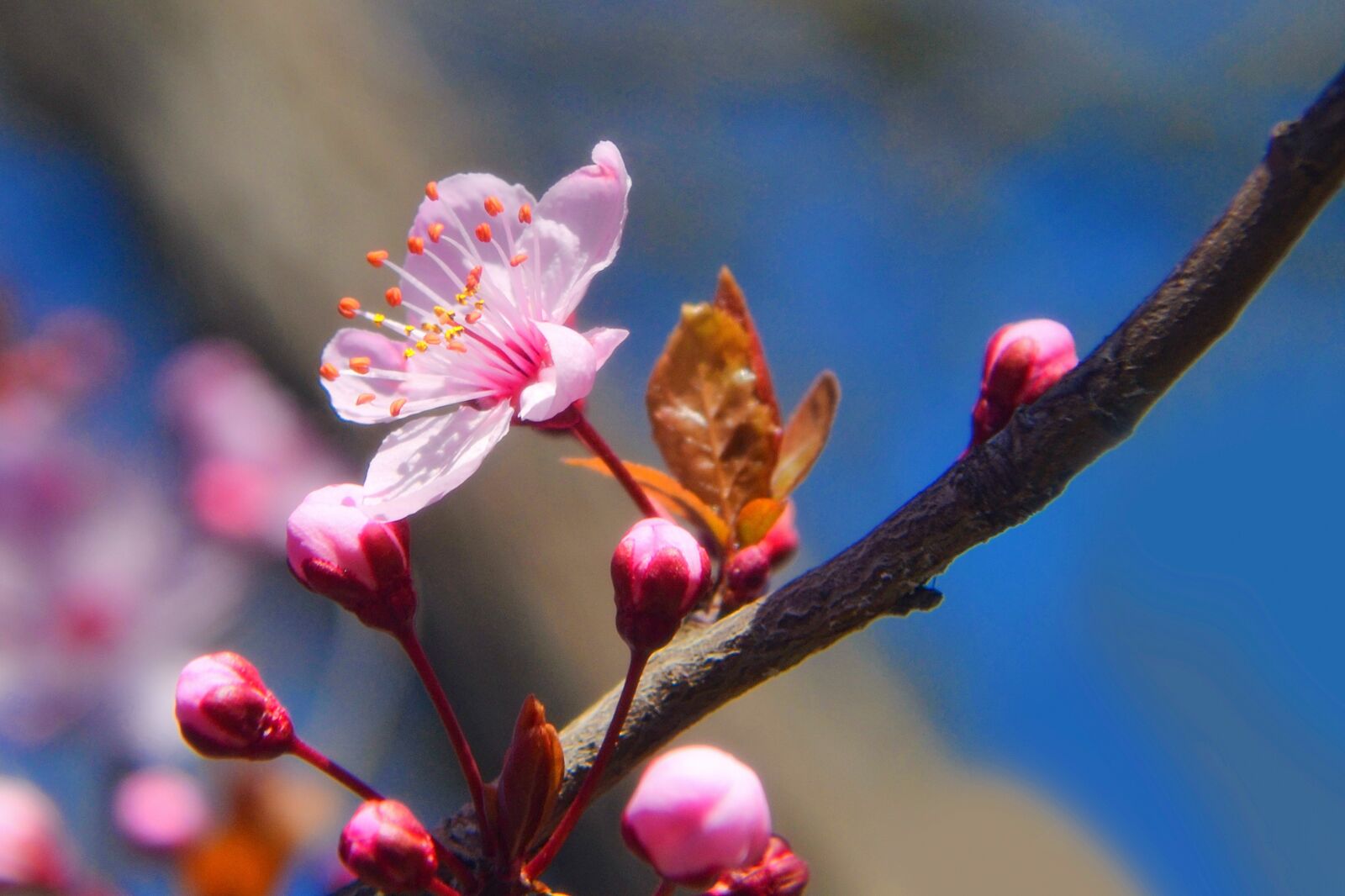 Nikon D3100 sample photo. Park, red, romantic photography