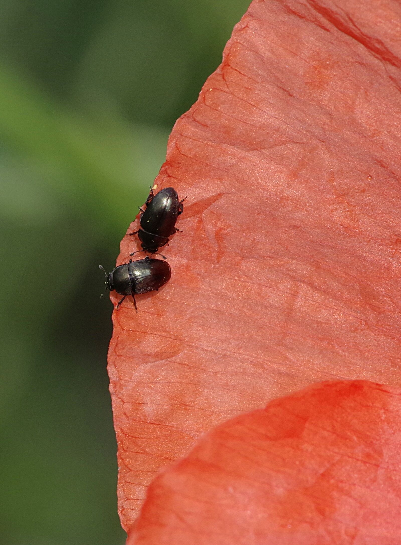 Pentax K-S2 sample photo. Worms, the beetles, black photography