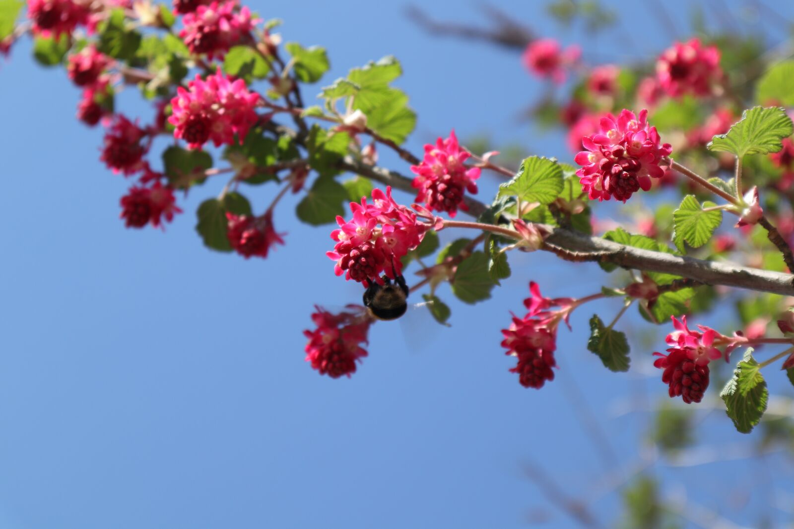 Canon EOS M100 sample photo. Hummel, bush, pink photography
