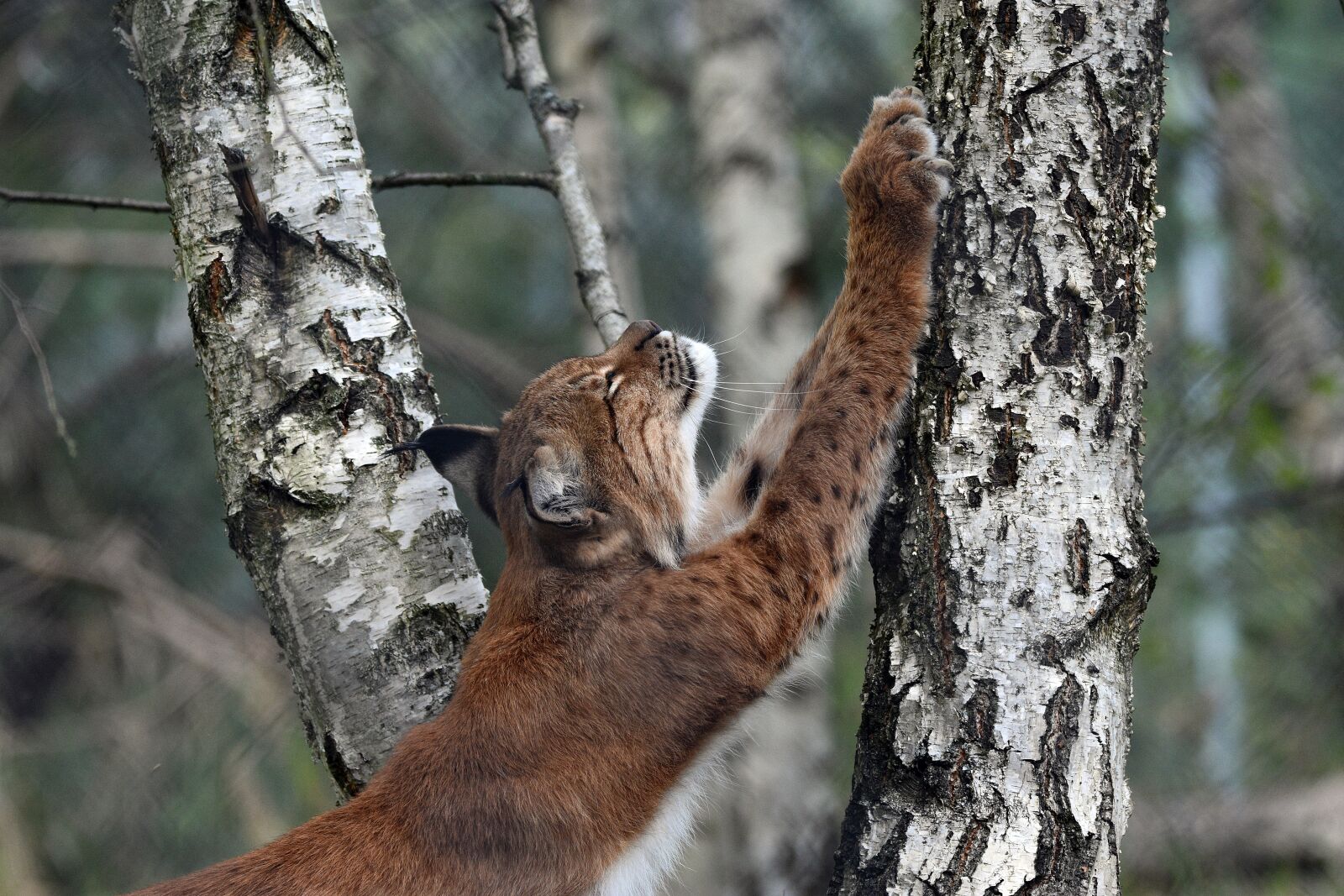 Nikon D3400 sample photo. Lynx, animal, wild photography