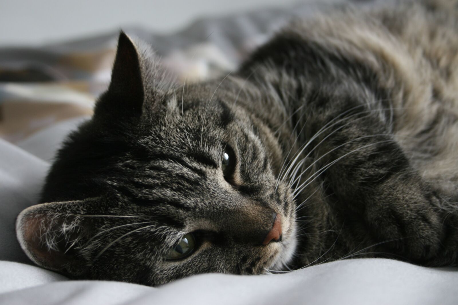 Canon EOS 30D sample photo. Cat, sleepy, animal photography