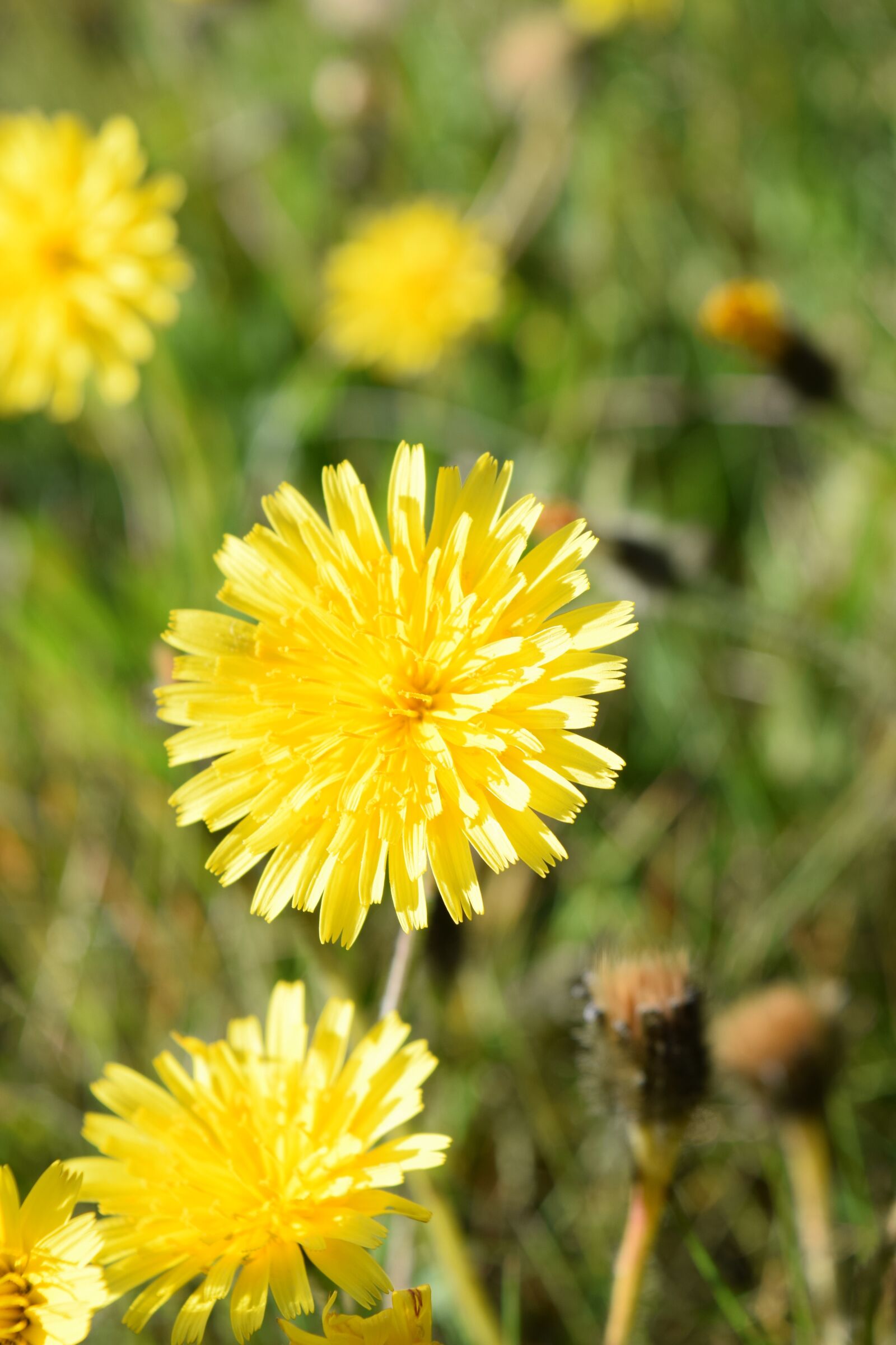 Nikon D3300 sample photo. Yellow, flower, green photography