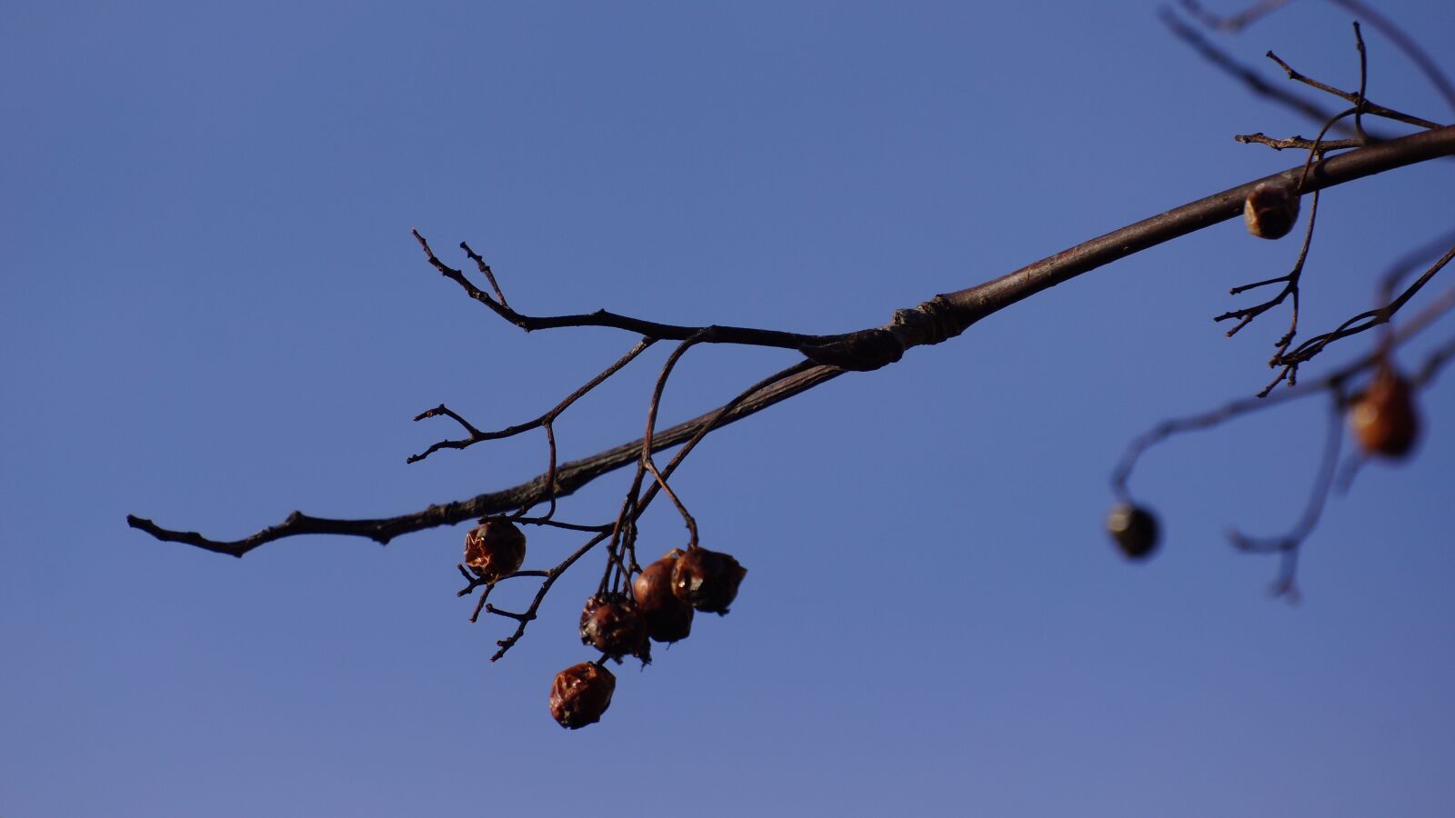 Sony Alpha NEX-7 sample photo. Branch, bird food, leafless photography