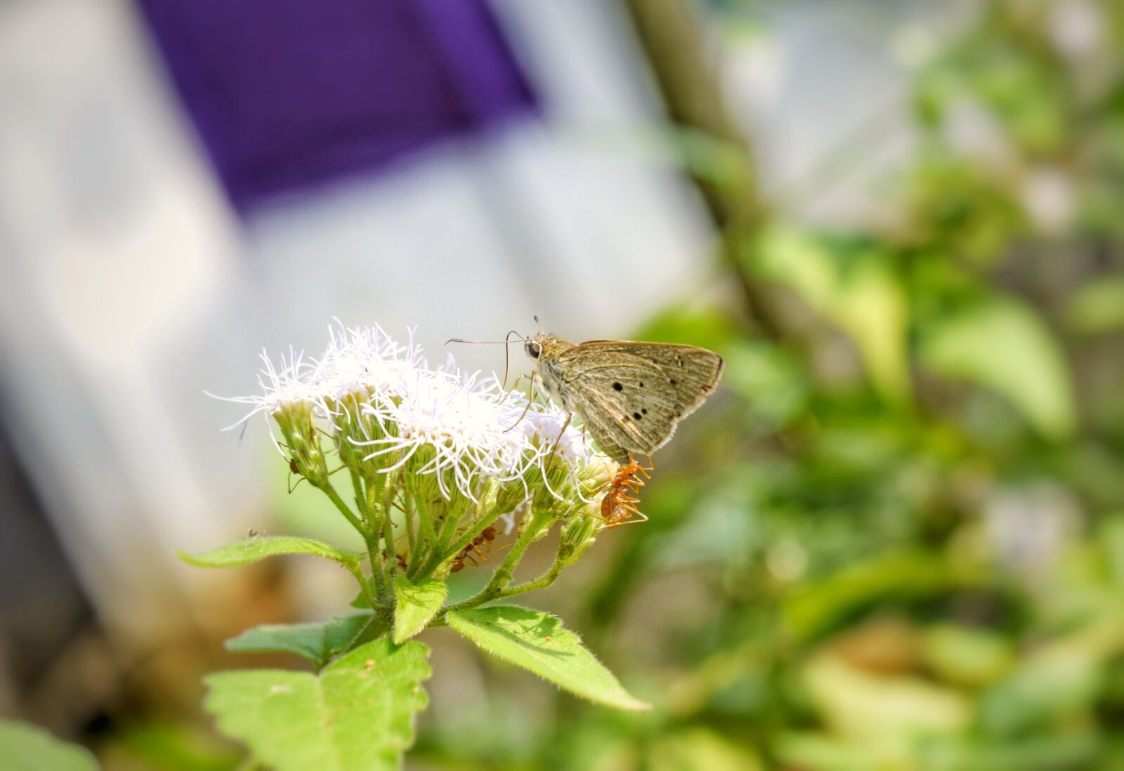 Nikon D5300 sample photo. Meadow, white, beautiful photography