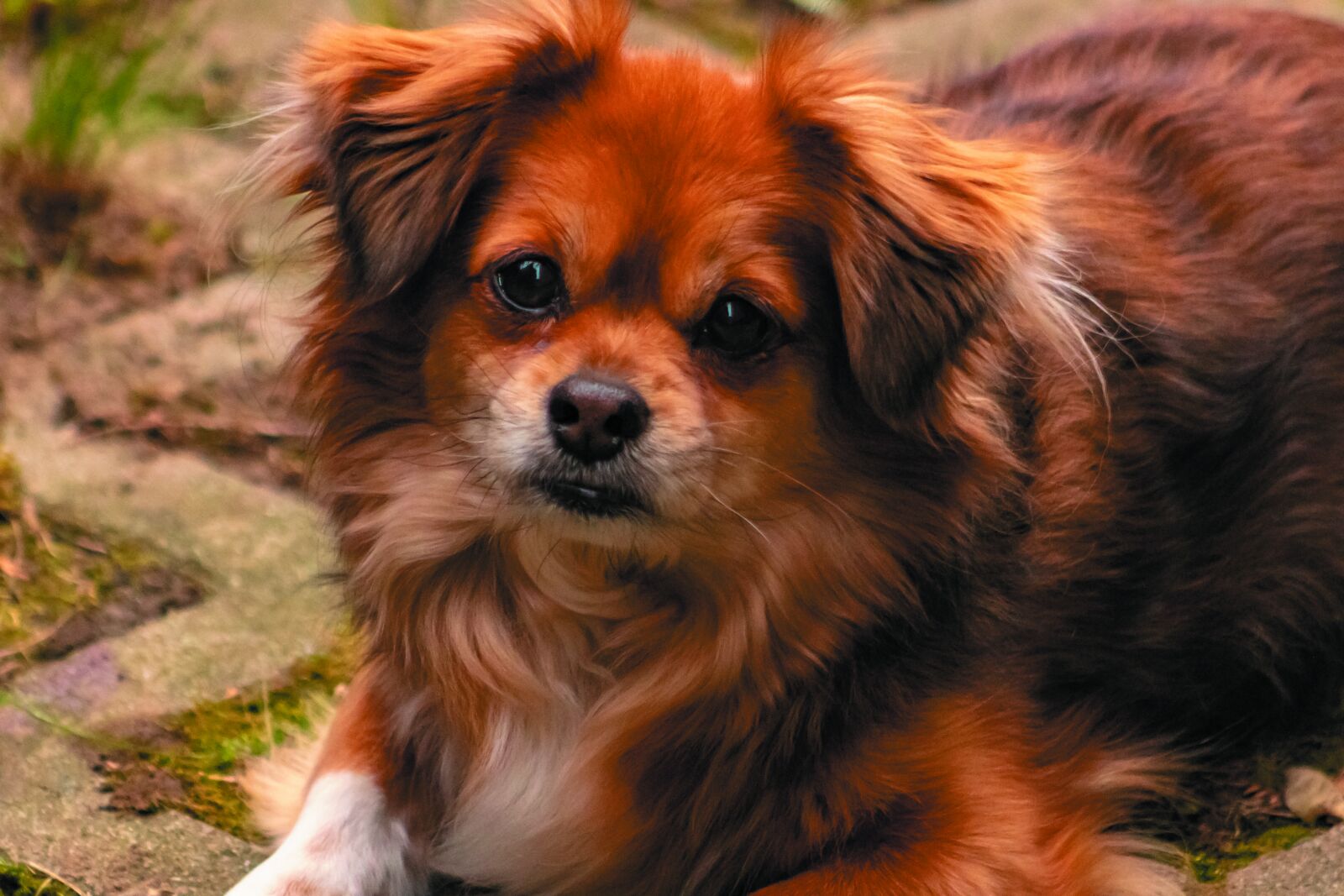 Canon EF75-300mm f/4-5.6 sample photo. Dog, eb, pets photography