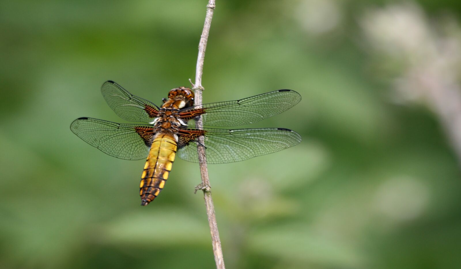 Canon EOS 400D (EOS Digital Rebel XTi / EOS Kiss Digital X) sample photo. Dragonfly, insect, nature photography