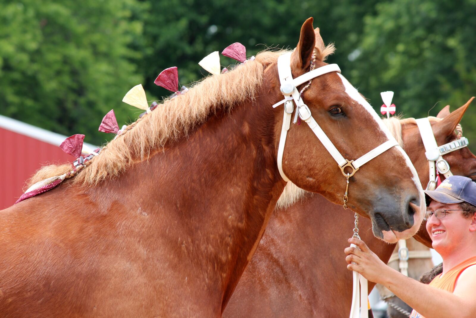 Canon EOS 650D (EOS Rebel T4i / EOS Kiss X6i) sample photo. Draft, horse, belgian photography