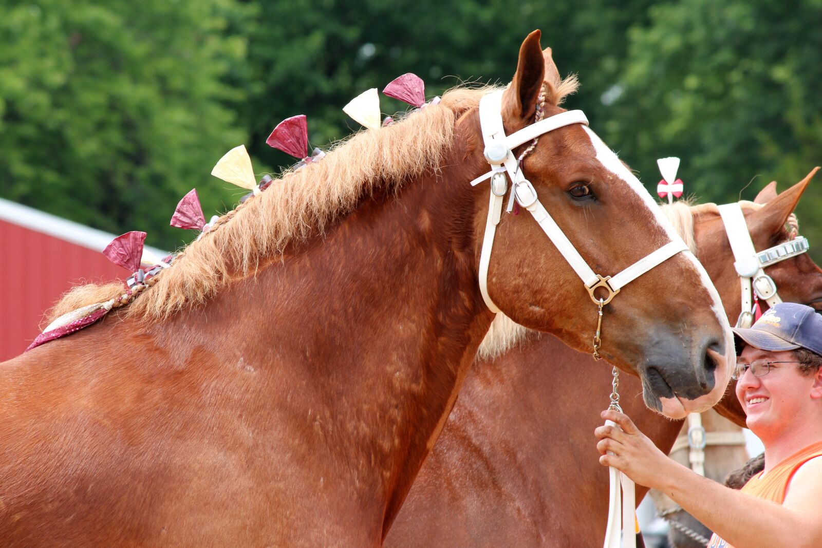 Canon EOS 650D (EOS Rebel T4i / EOS Kiss X6i) + Canon EF-S 55-250mm F4-5.6 IS II sample photo. Draft, horse, belgian photography