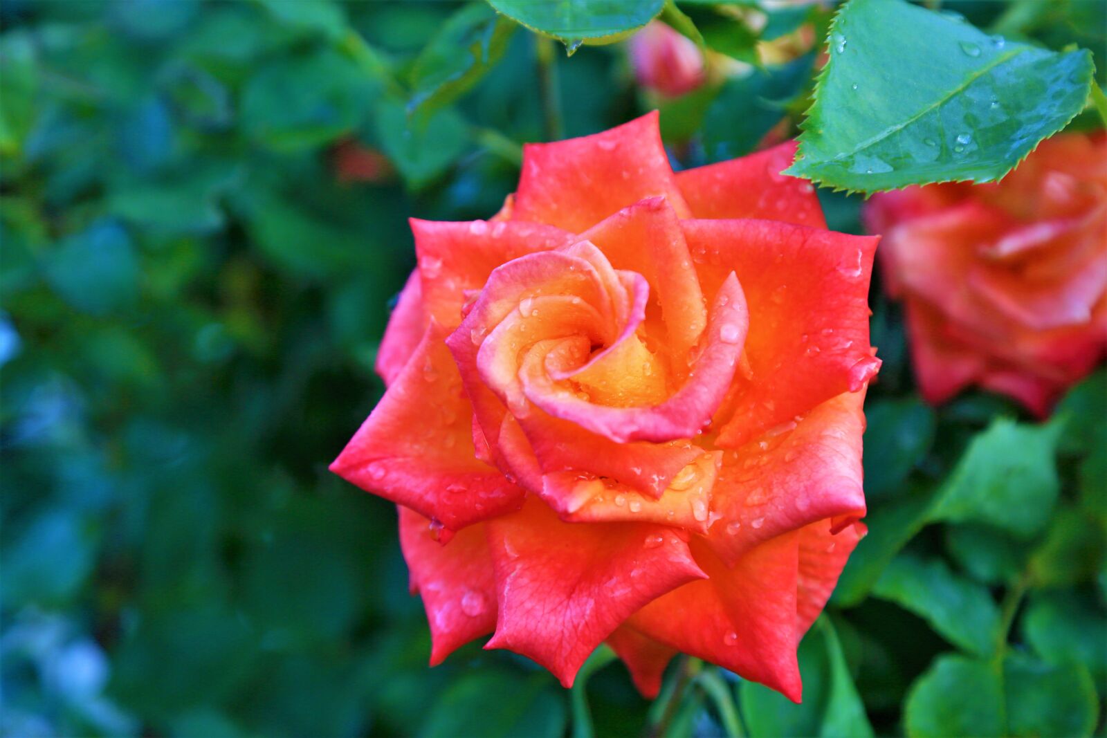 Canon EOS 5D Mark III sample photo. Rose, orange, pink photography