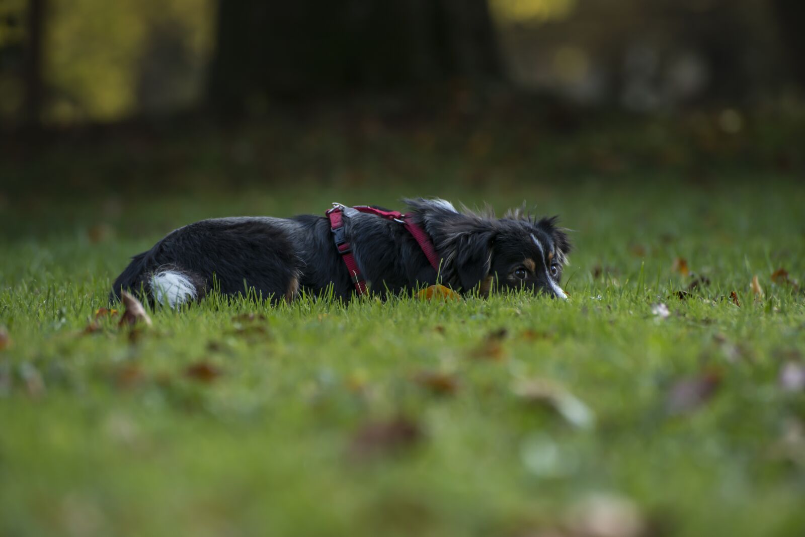 Nikon D800 sample photo. Dog, dog breed, kromfohrlander photography