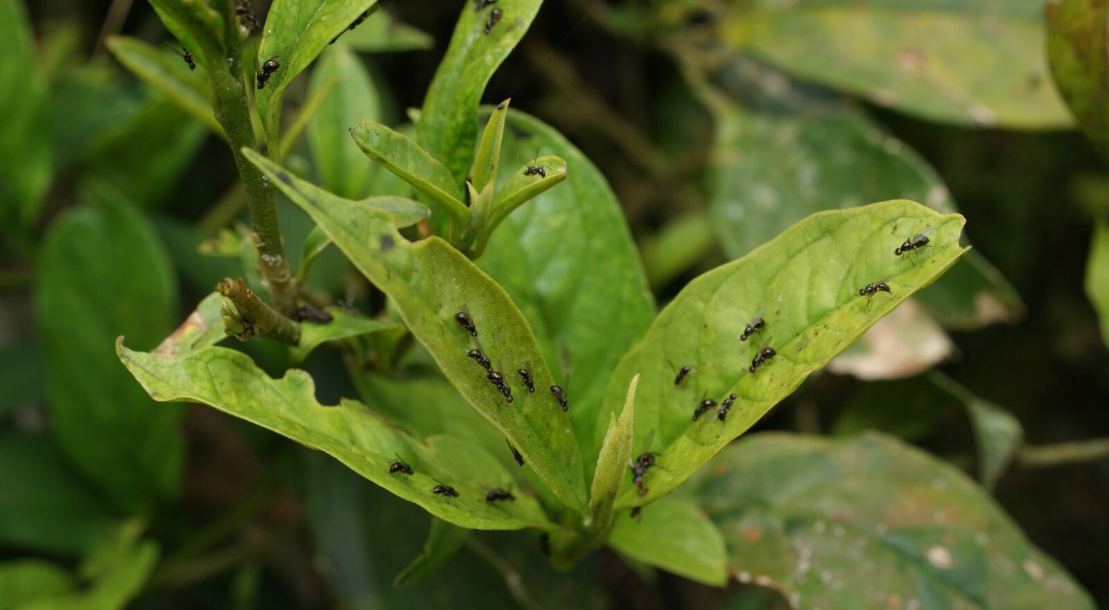 Sony Alpha DSLR-A390 sample photo. Nature, saudi, risaralda photography