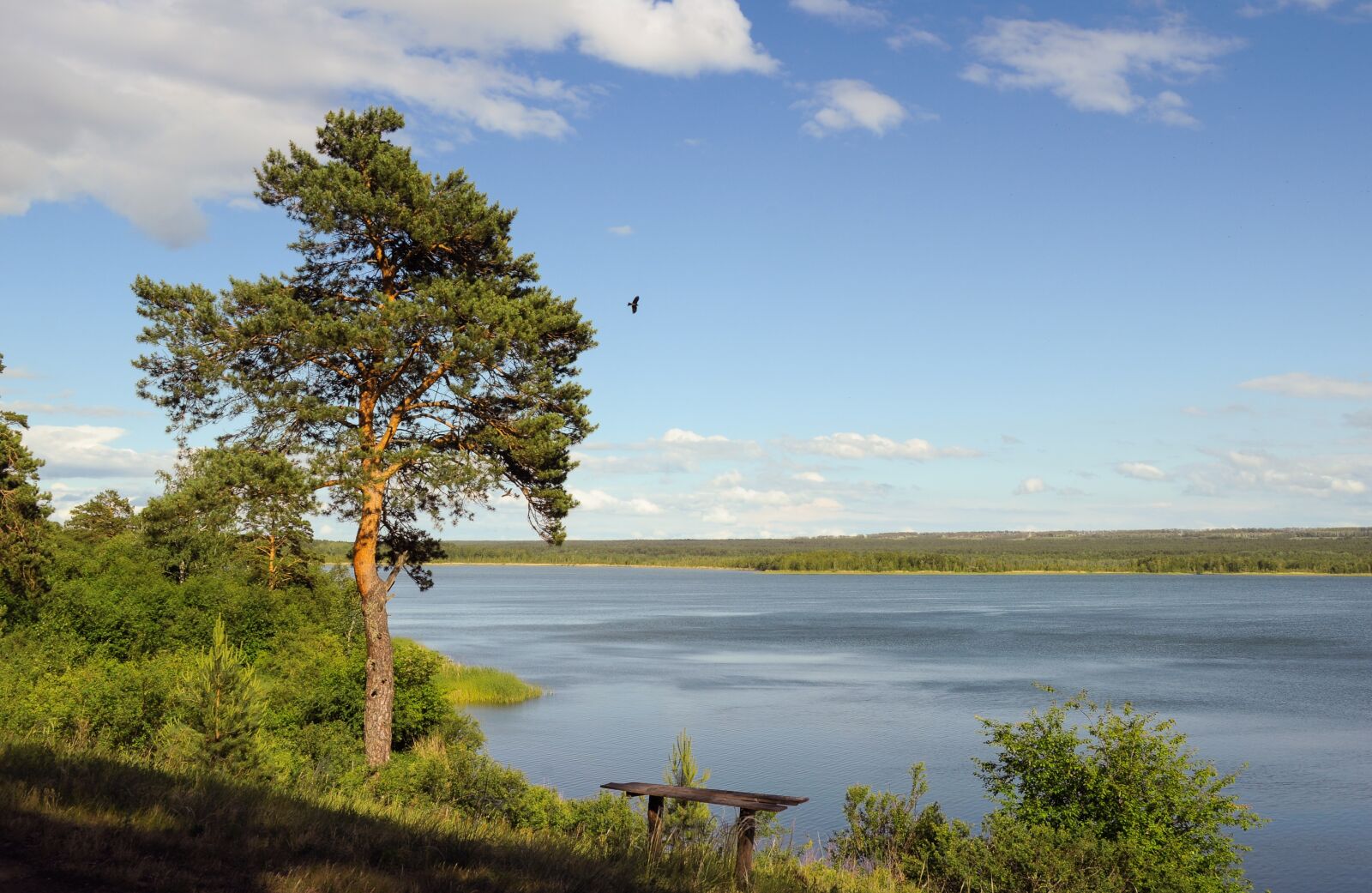 Nikon D5000 sample photo. Landscape, nature, forest photography