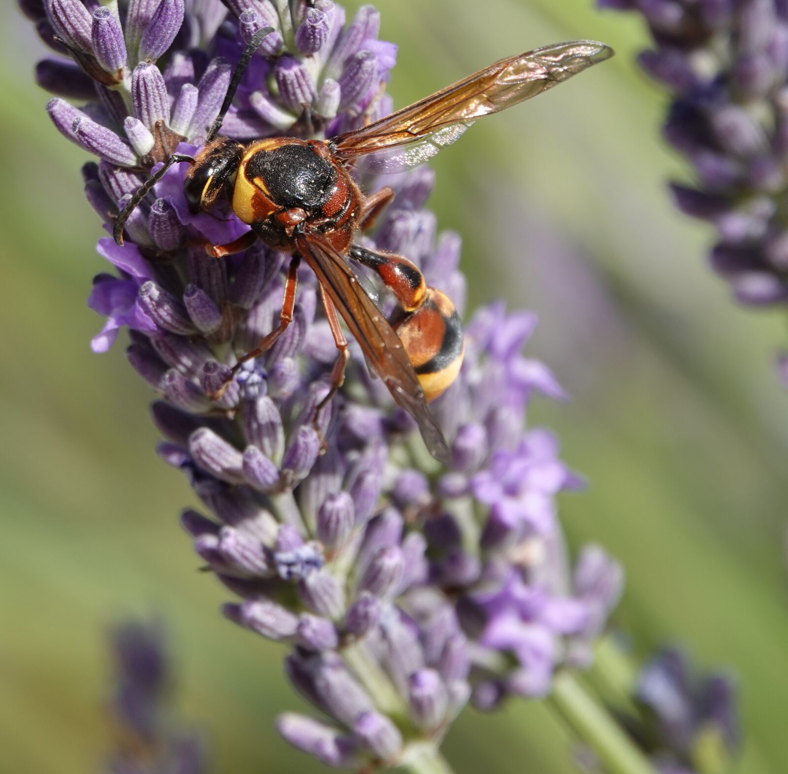 Sony Cyber-shot DSC-RX10 IV sample photo. Wasp, building, earth photography