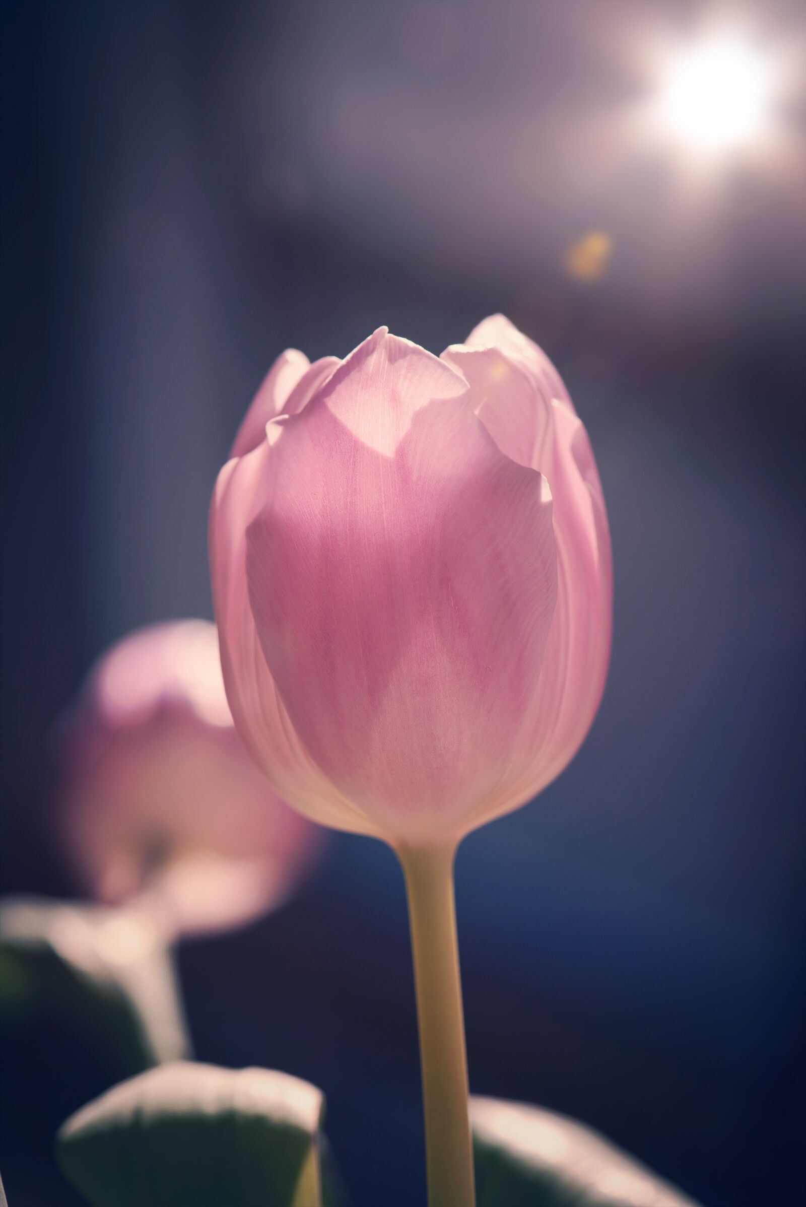 Nikon D750 sample photo. Tulip, flower, pink photography