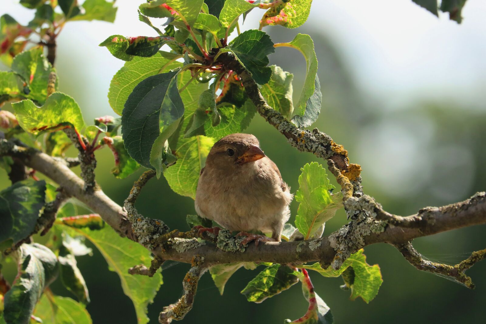 Canon EOS 750D (EOS Rebel T6i / EOS Kiss X8i) sample photo. Bird, branch, sparrow photography