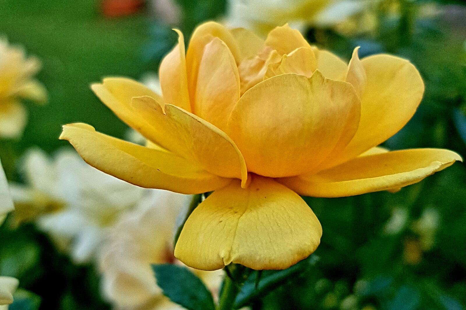 Samsung Galaxy S7 Edge sample photo. Flower, flowers, rosa photography