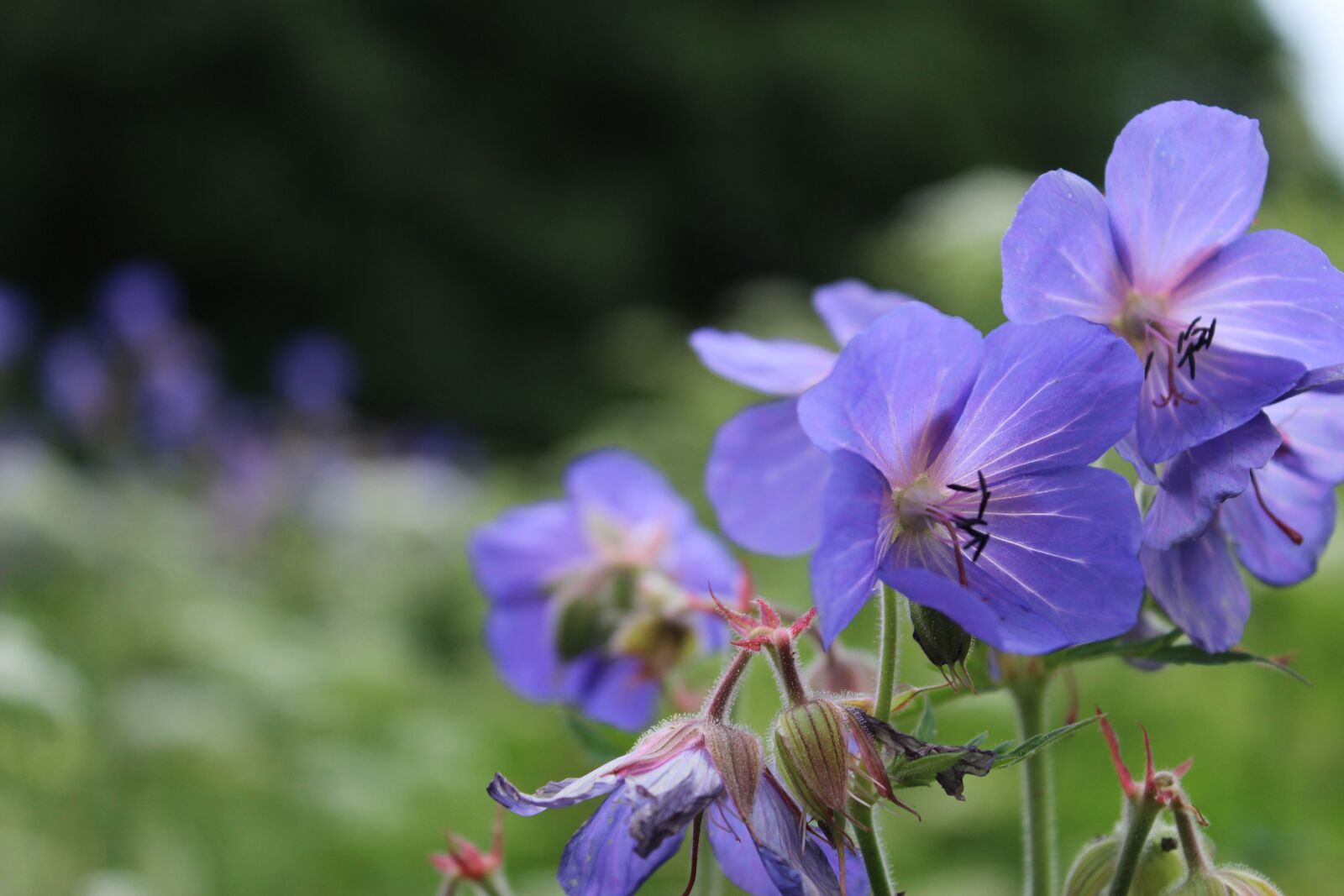 Canon EOS 600D (Rebel EOS T3i / EOS Kiss X5) sample photo. Flower, purple, bloom photography