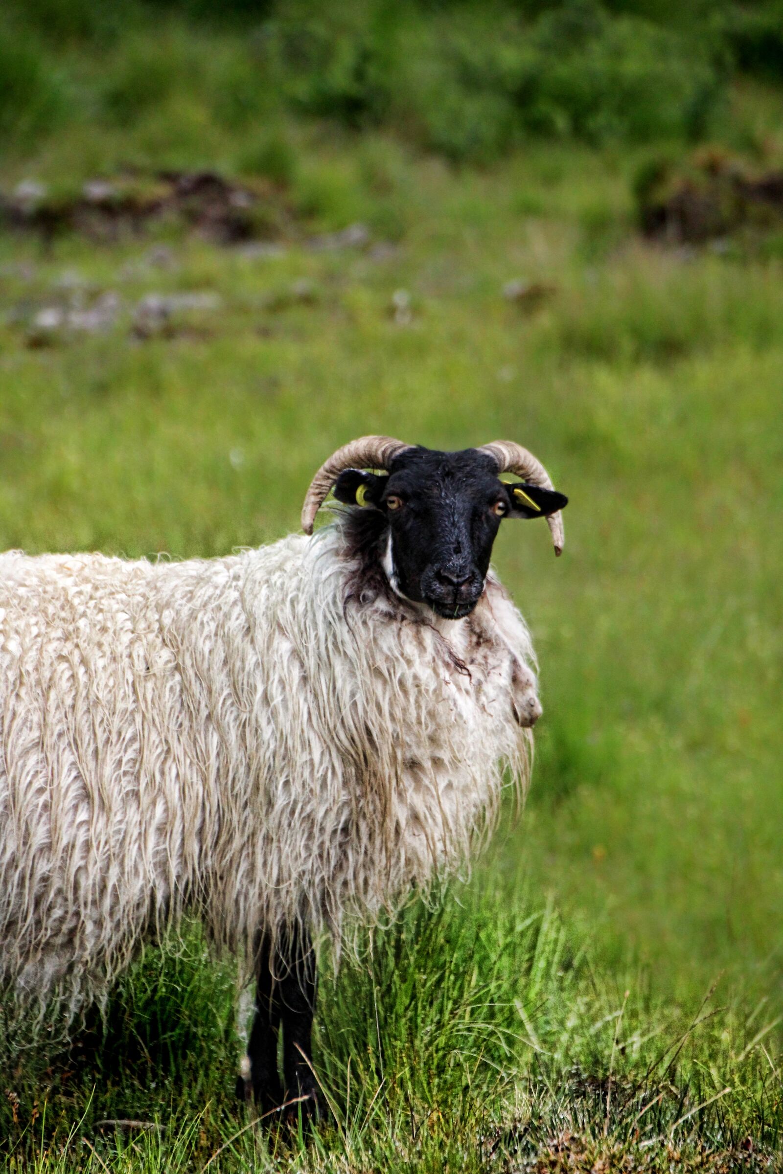 Canon EOS 1300D (EOS Rebel T6 / EOS Kiss X80) sample photo. Sheep, horns, bock photography