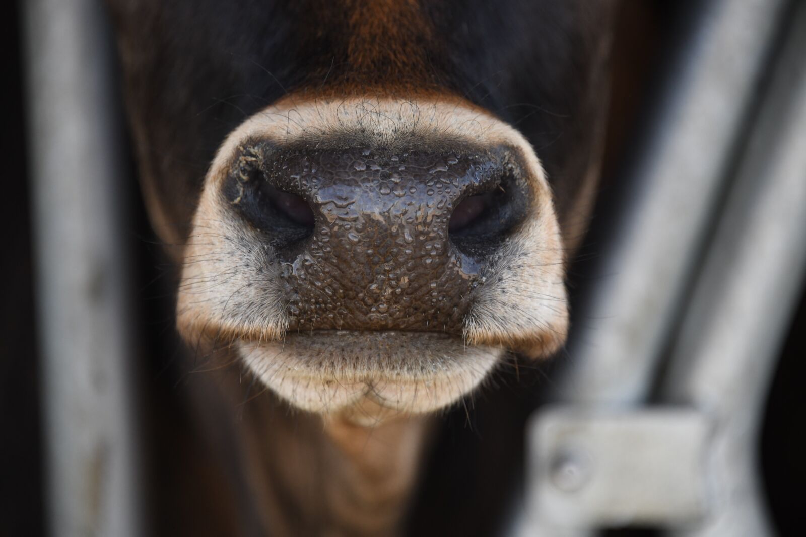 Nikon D850 sample photo. Cow, farm, barnyard photography