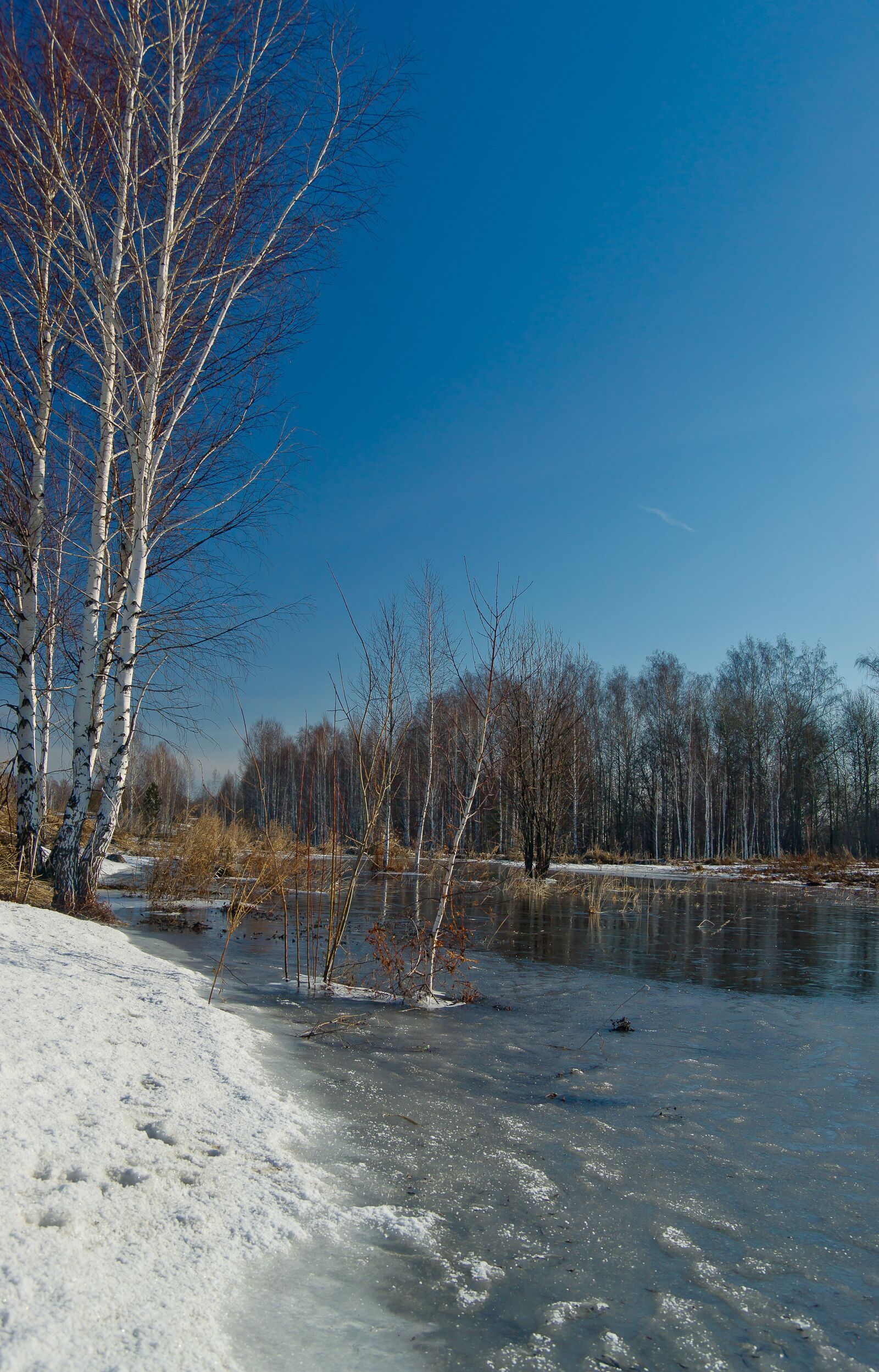 Sony Alpha DSLR-A850 sample photo. Nature, water, forest photography