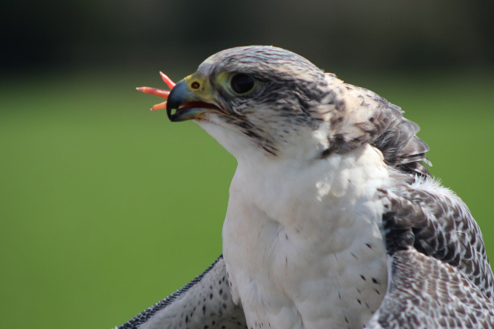 Canon EF 75-300mm f/4-5.6 USM sample photo. Falcon, bird, bird of photography