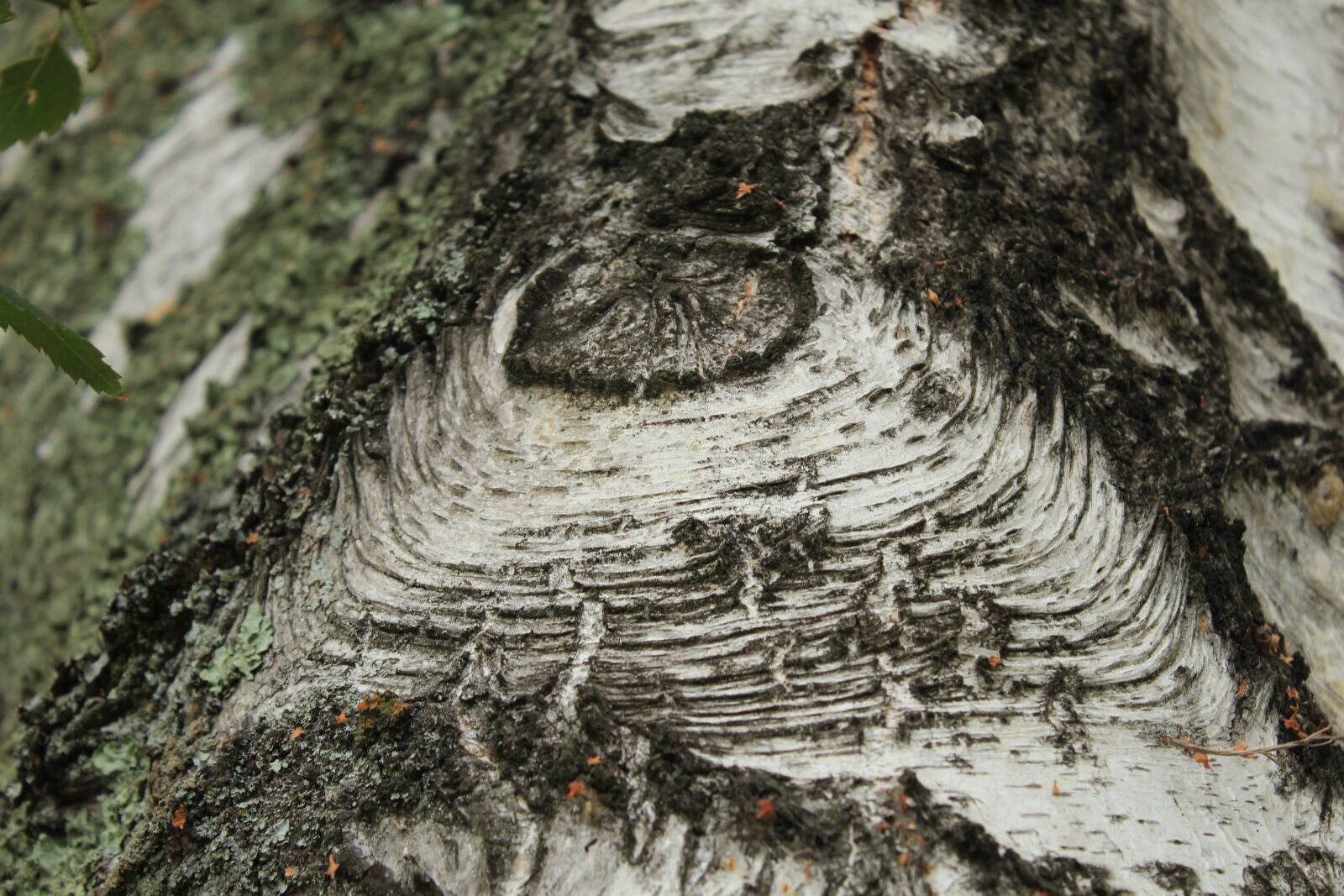 Canon EOS 1200D (EOS Rebel T5 / EOS Kiss X70 / EOS Hi) sample photo. Texture, tree, nature photography