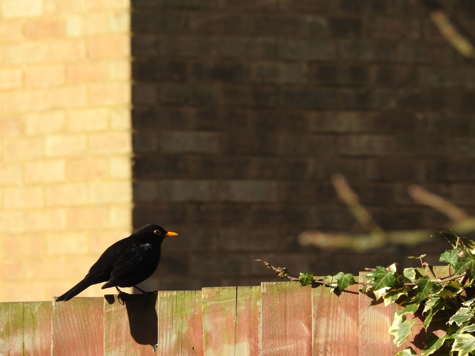 Nikon Coolpix P900 sample photo. Blackbirds, spring, bird photography