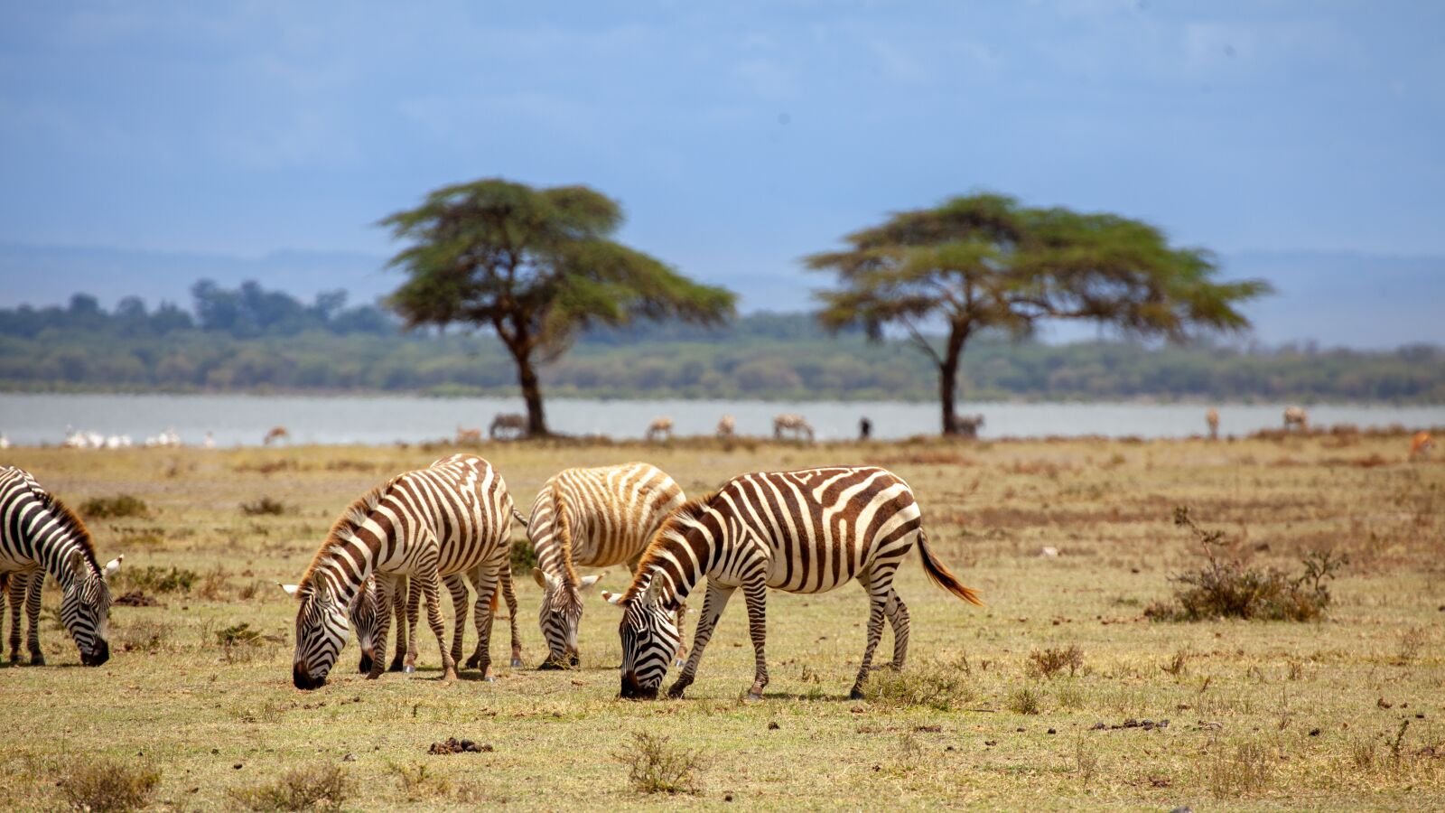Canon EOS 5D Mark II sample photo. Zebra, water, tree photography