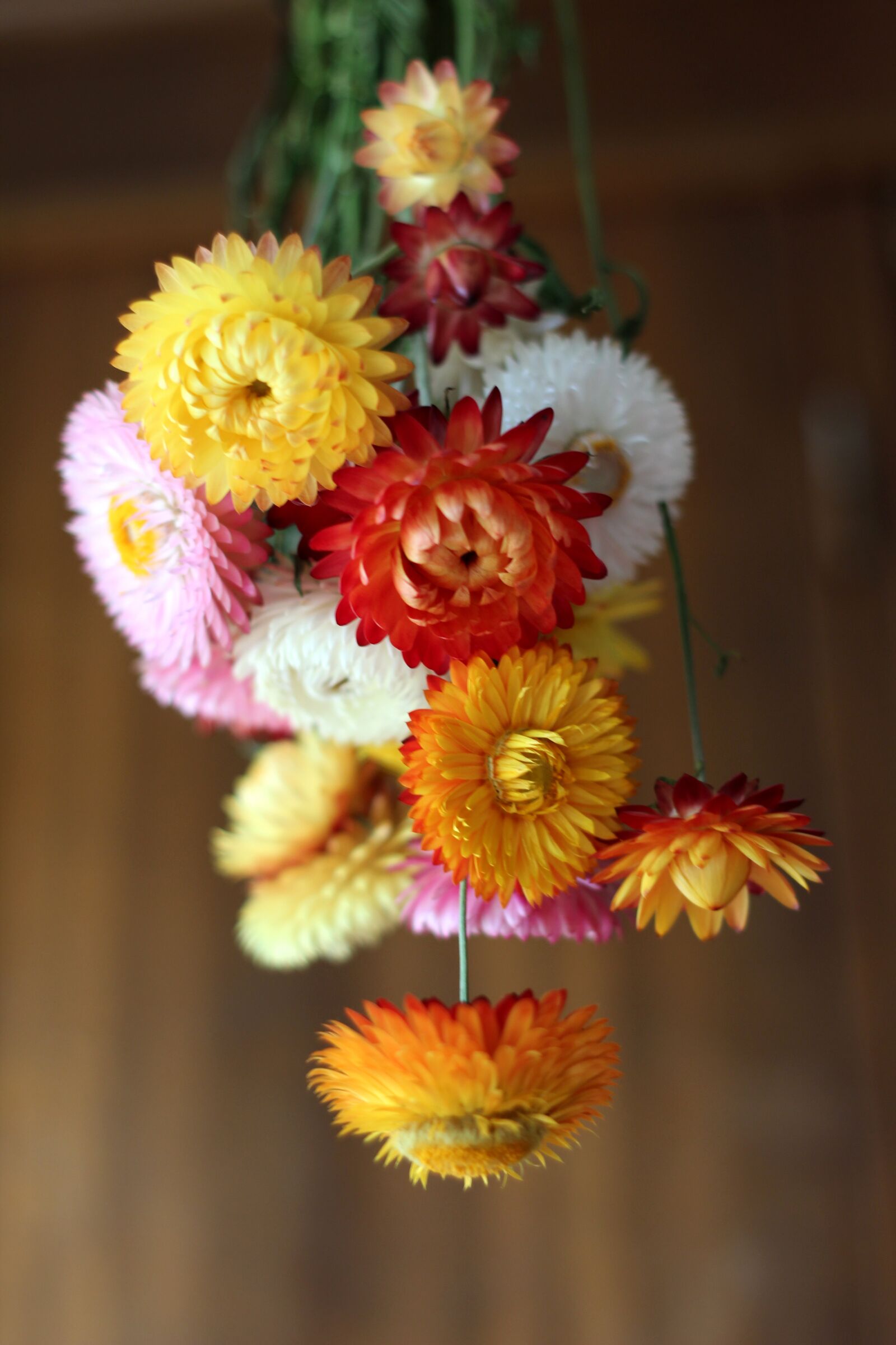 Canon EOS 600D (Rebel EOS T3i / EOS Kiss X5) + Canon EF 50mm F1.8 II sample photo. Flowers, autumn, dried flowers photography