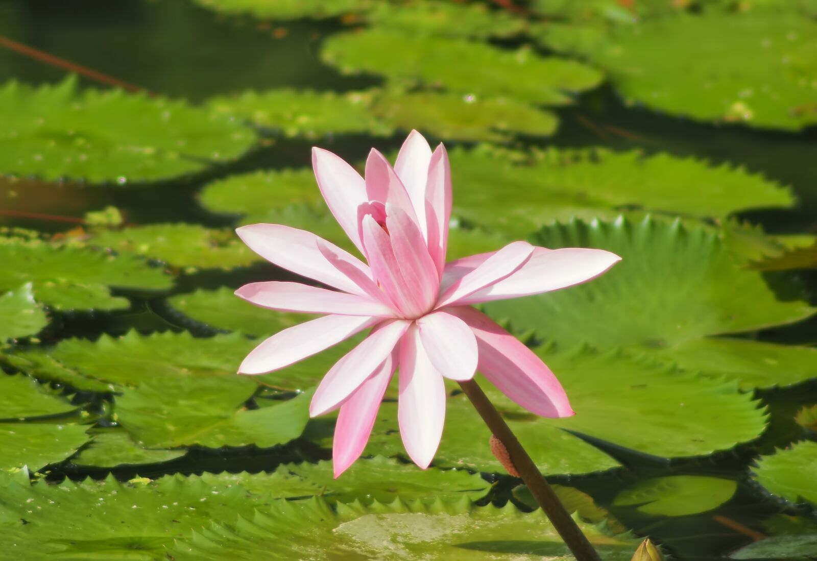 Olympus OM-D E-M1 sample photo. Pool, nature, flora photography