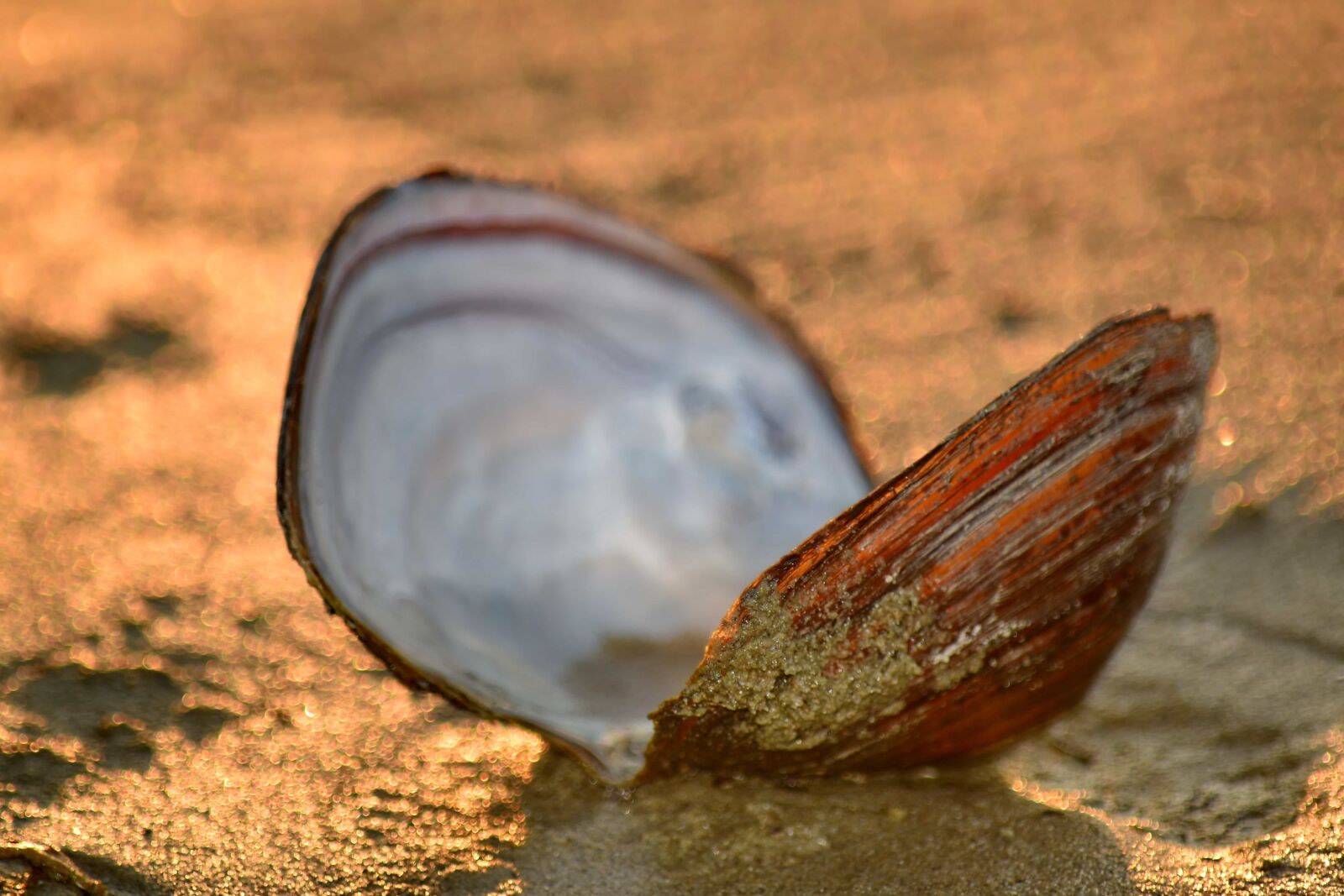 Nikon D5500 sample photo. Beach, mussel, sand, sunset photography
