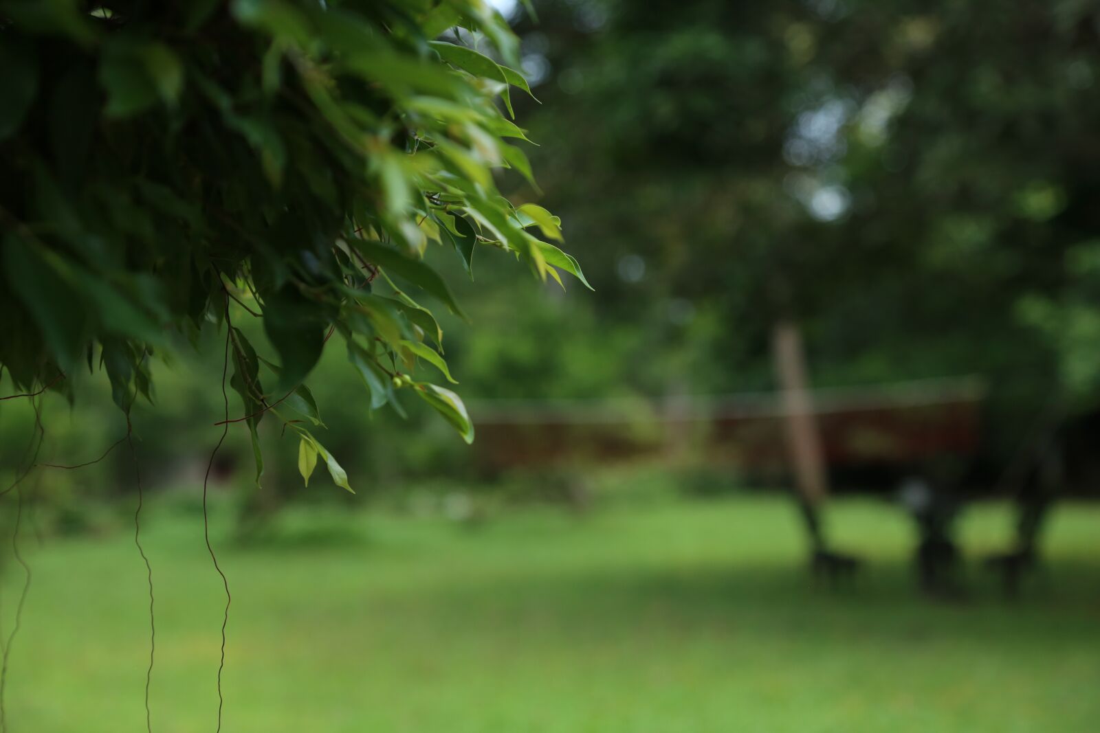 Canon EF 24-105mm F4L IS USM sample photo. Green, tree, nature photography