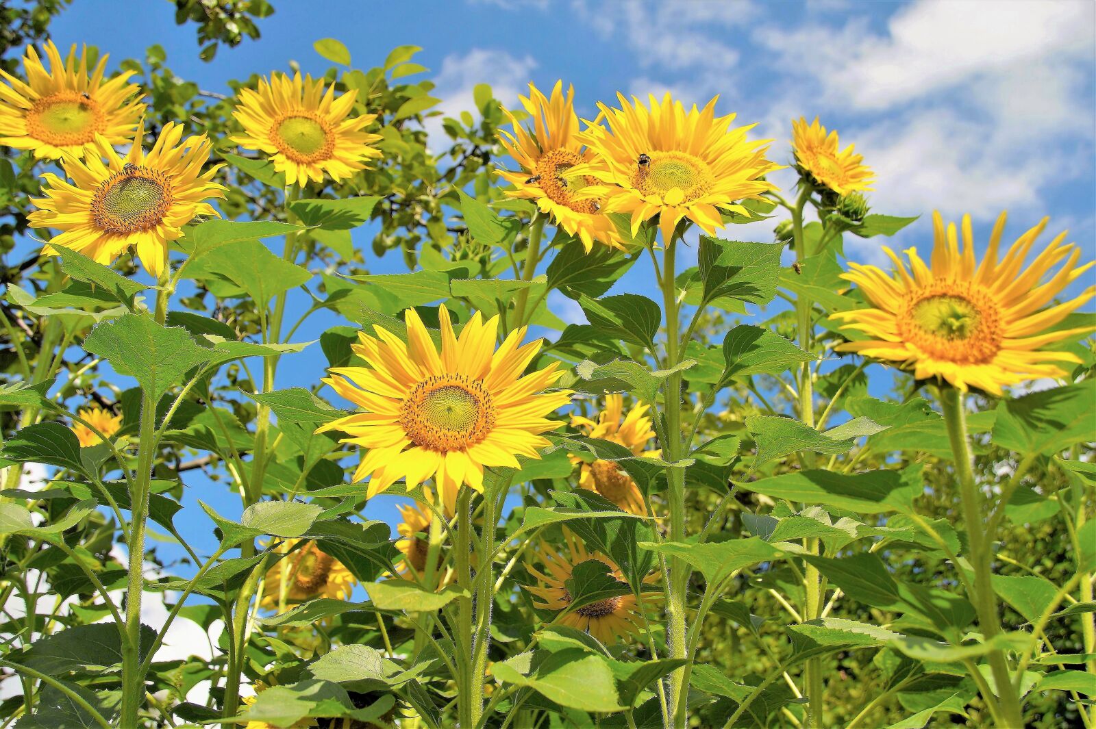 Sony SLT-A58 sample photo. Sunflower, field, flowering photography